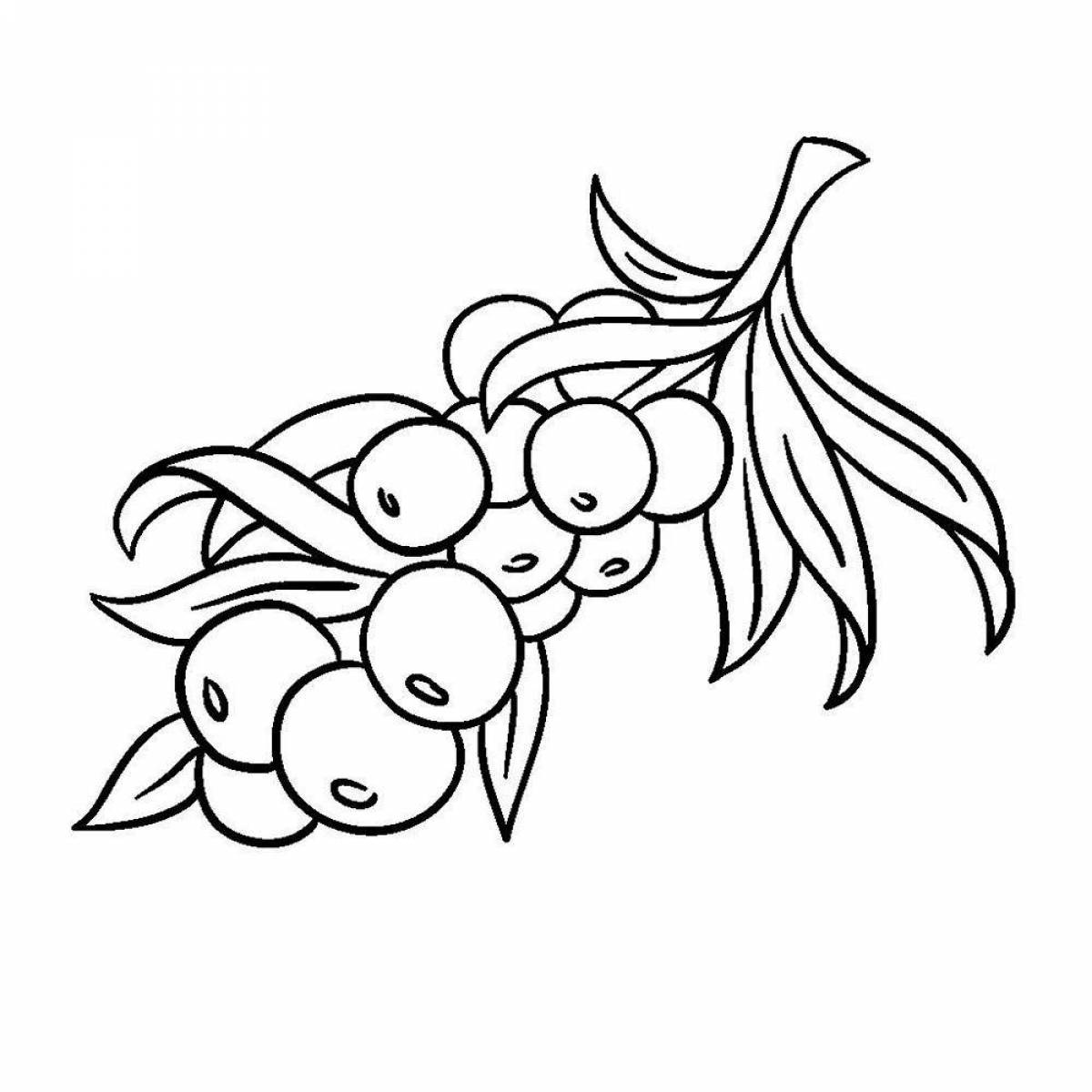 Playful sea buckthorn coloring page
