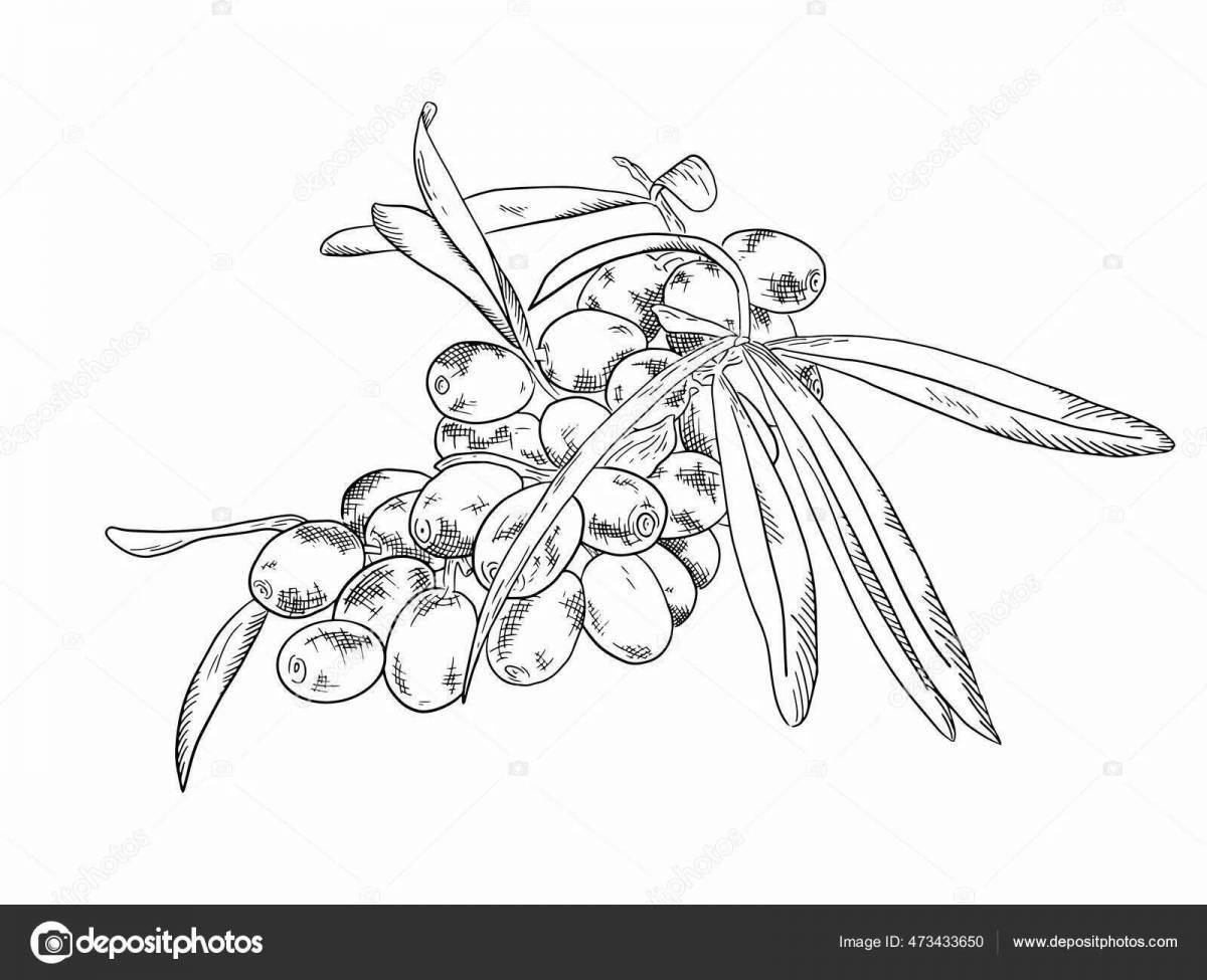 Photo Colorful sea buckthorn coloring page