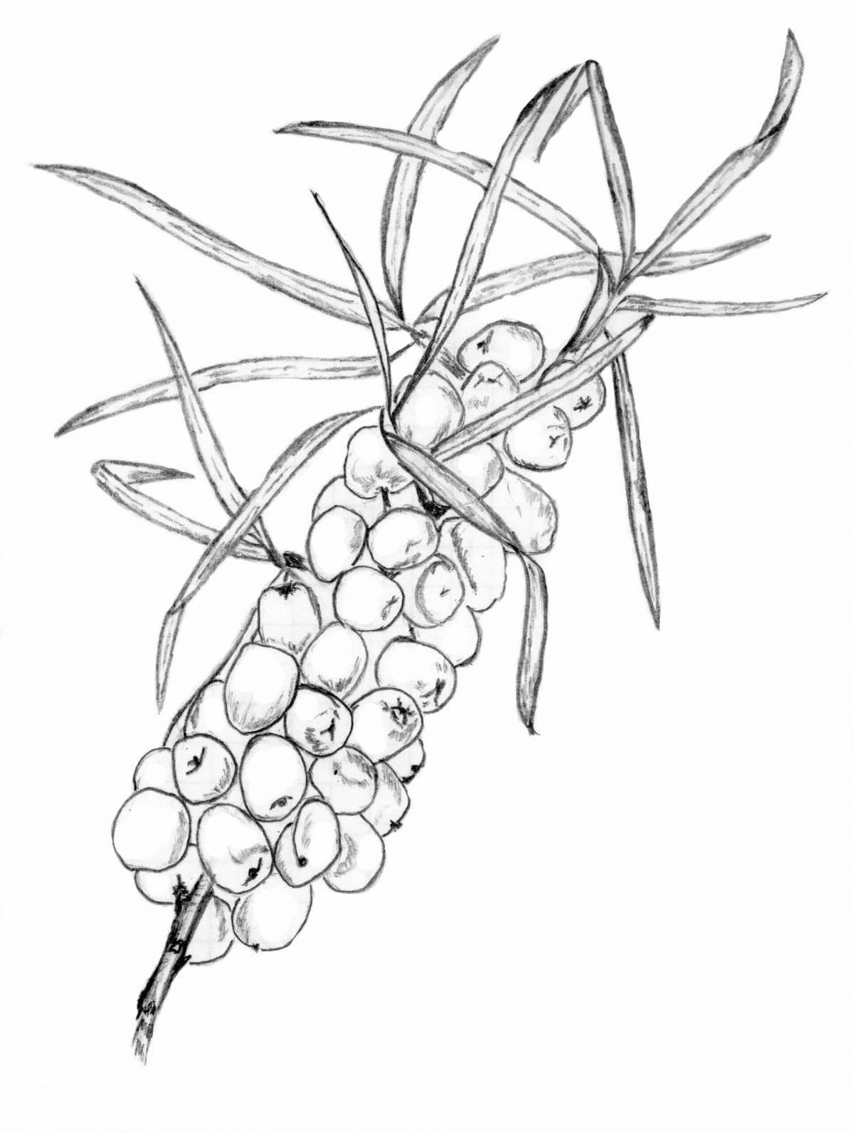 Sea buckthorn live coloring page