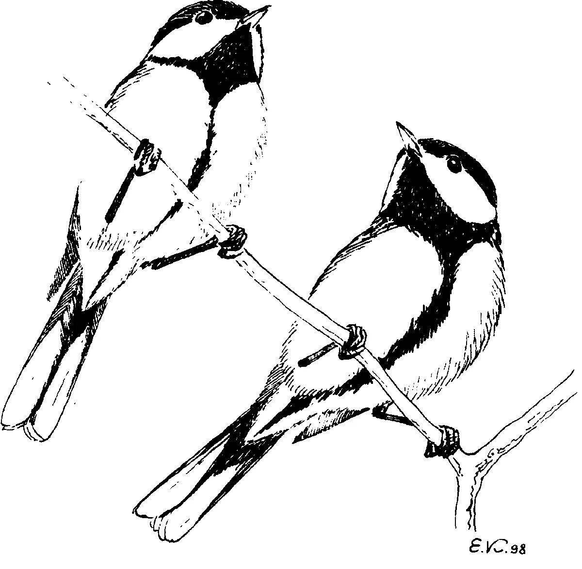 Living drawing of tits