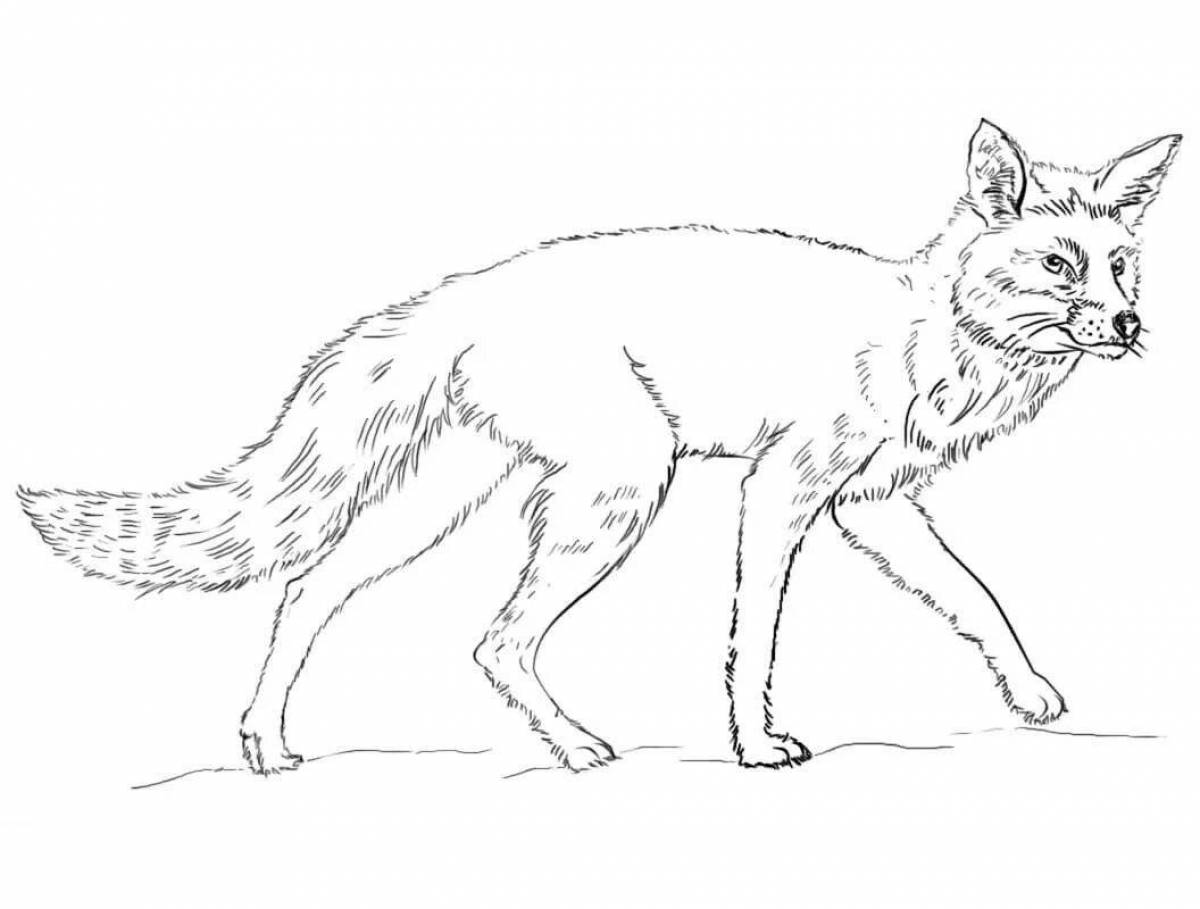 Bright fox coloring realistic