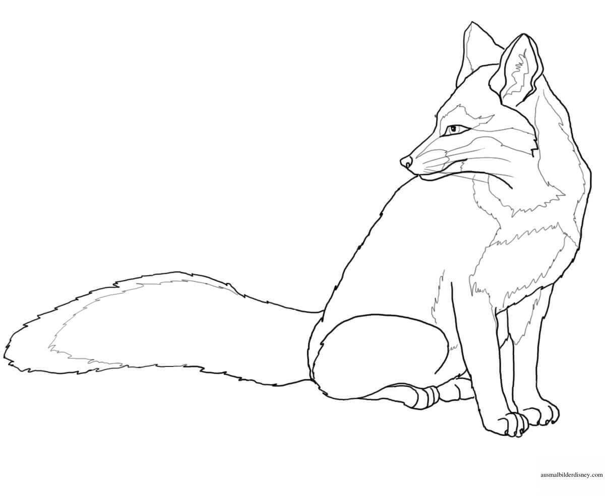 Realistic fox coloring