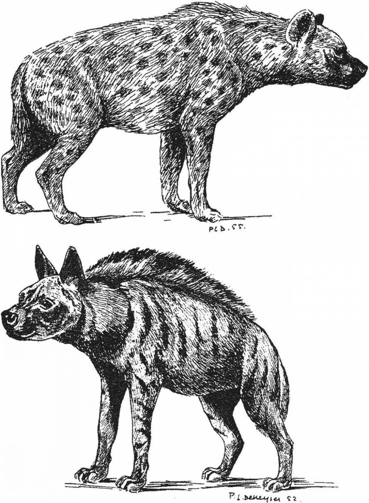 Coloring book playful striped hyena