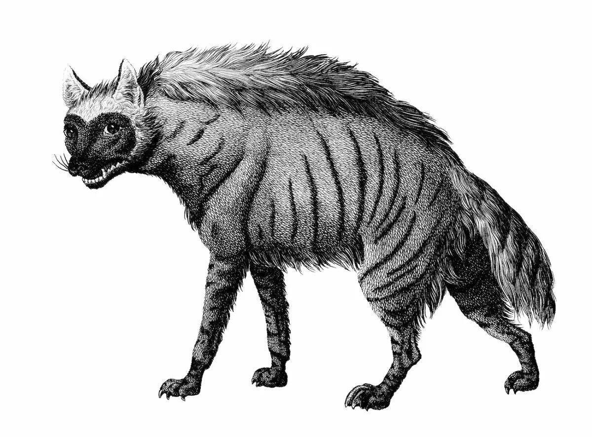 Glowing striped hyena coloring page