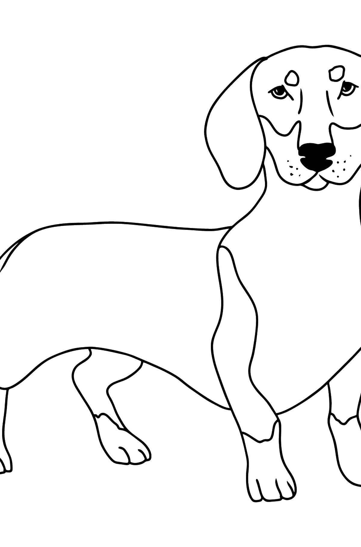 Coloring cute dachshund