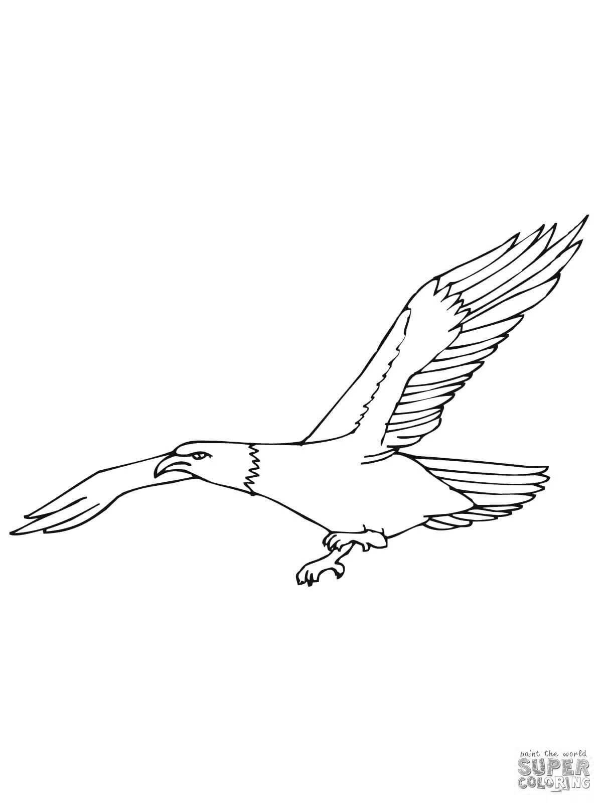 Раскраска блестящий орлан-белохвост