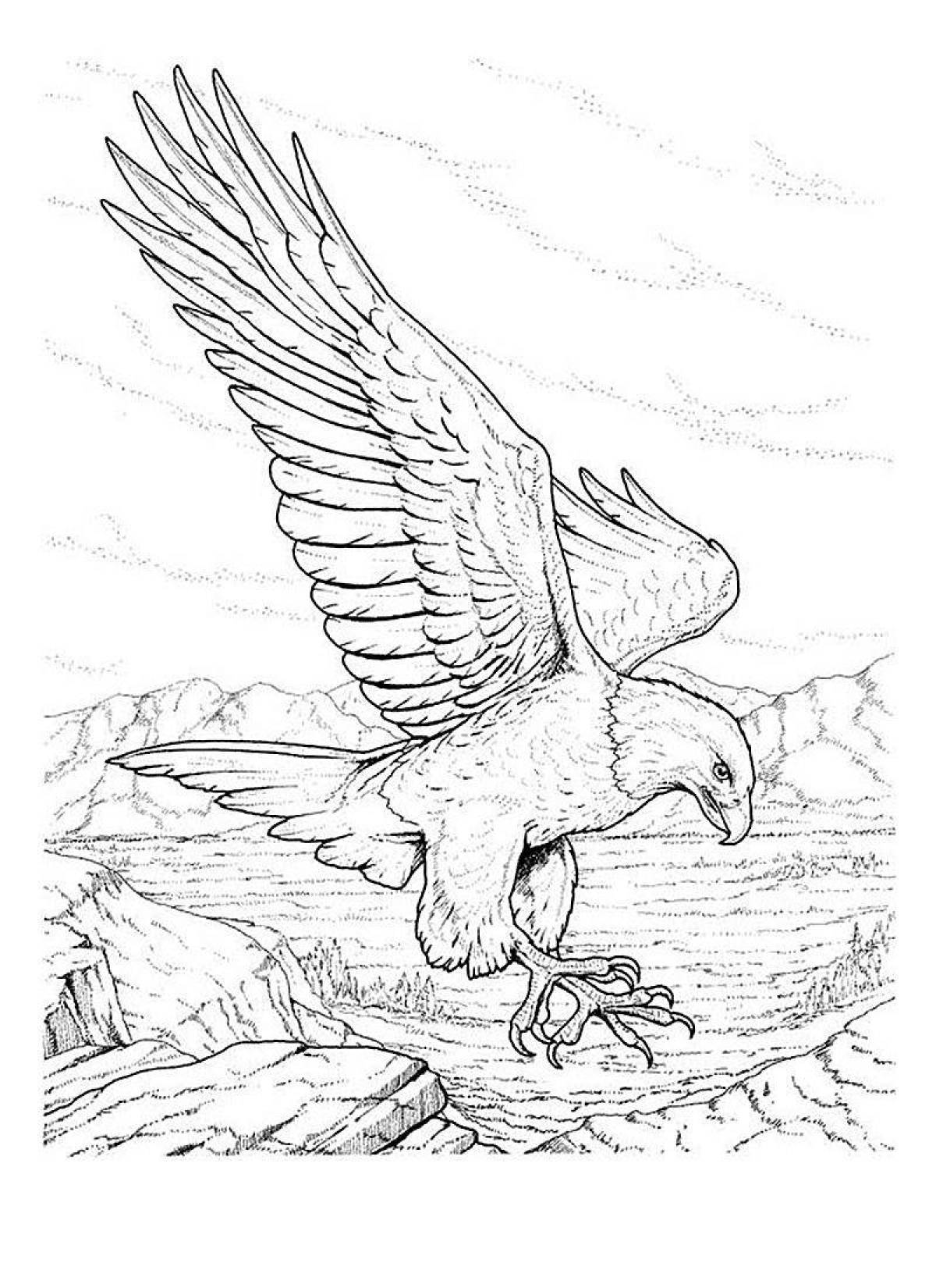 Раскраска царственный орлан-белохвост