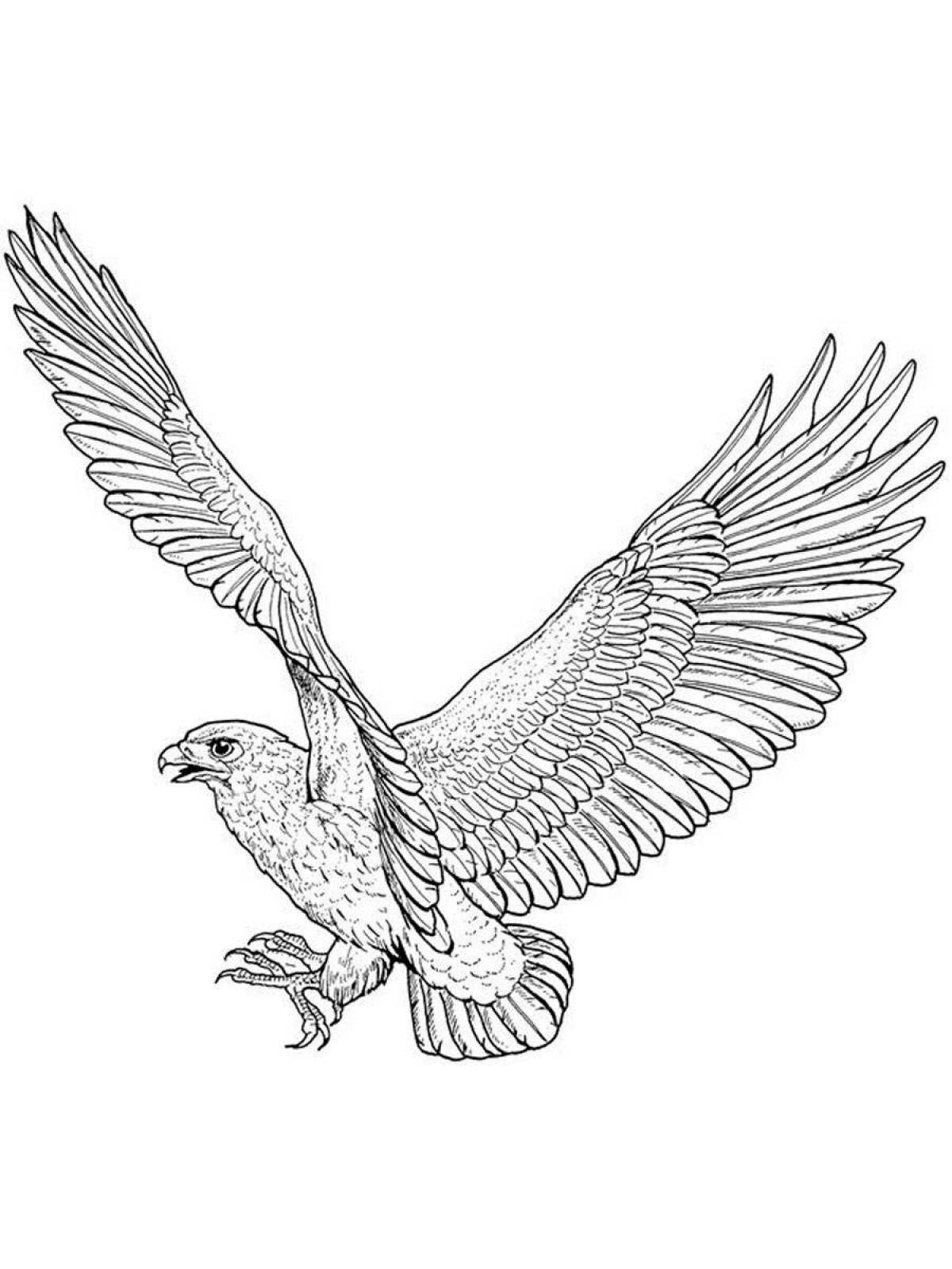 Раскраска большой орлан-белохвост
