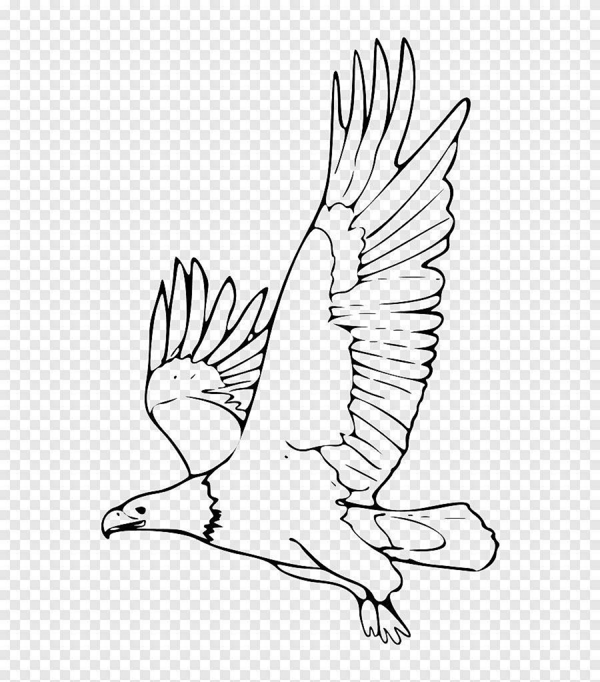 Coloring elegant white-tailed eagle