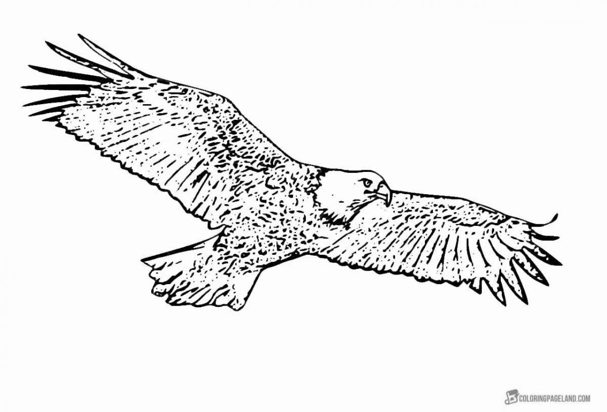 Coloring book beckoning white-tailed eagle