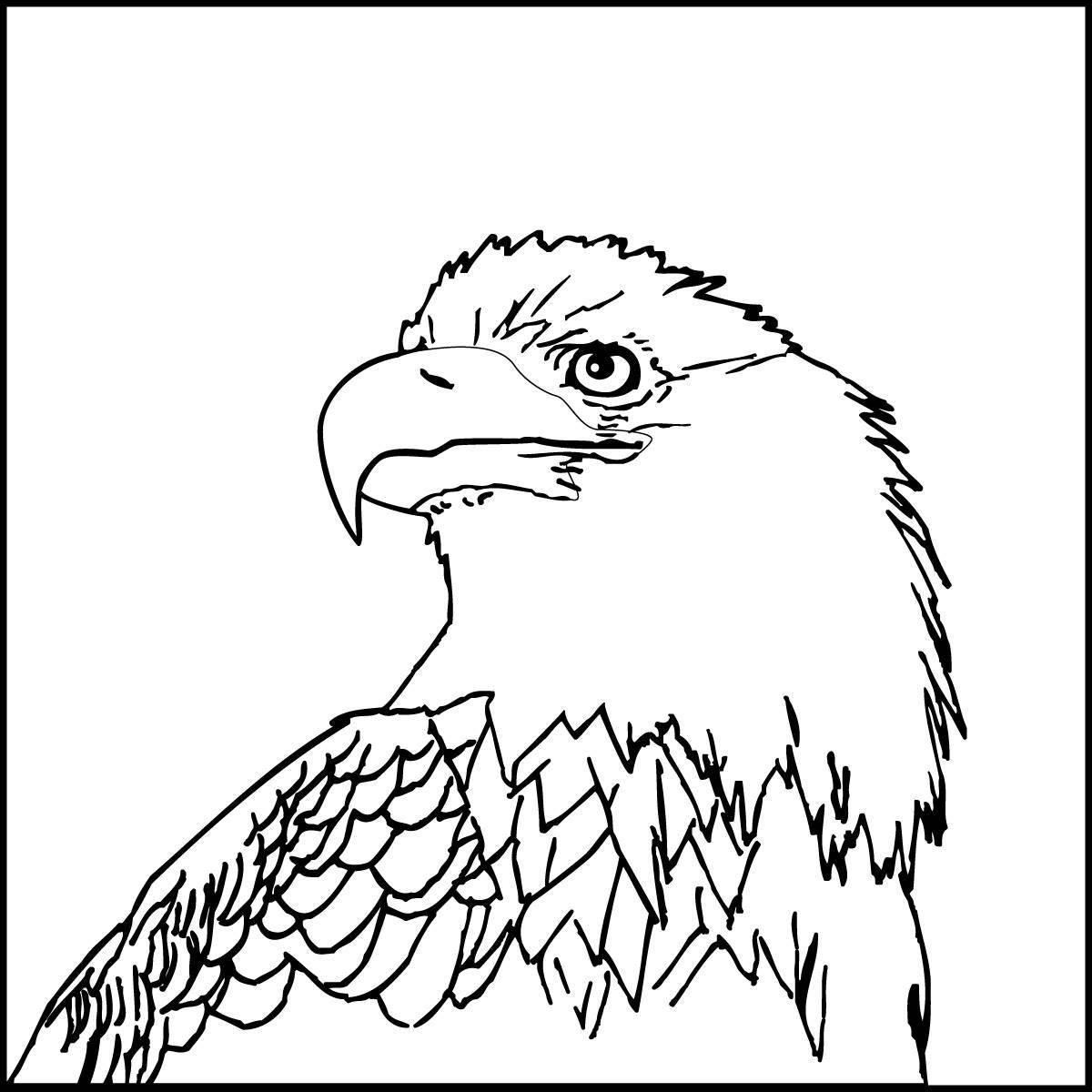 Coloring page captivating white-tailed eagle