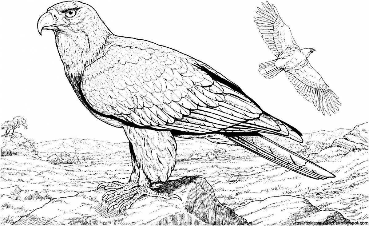 Великолепно окрашенный орлан-белохвост раскраска