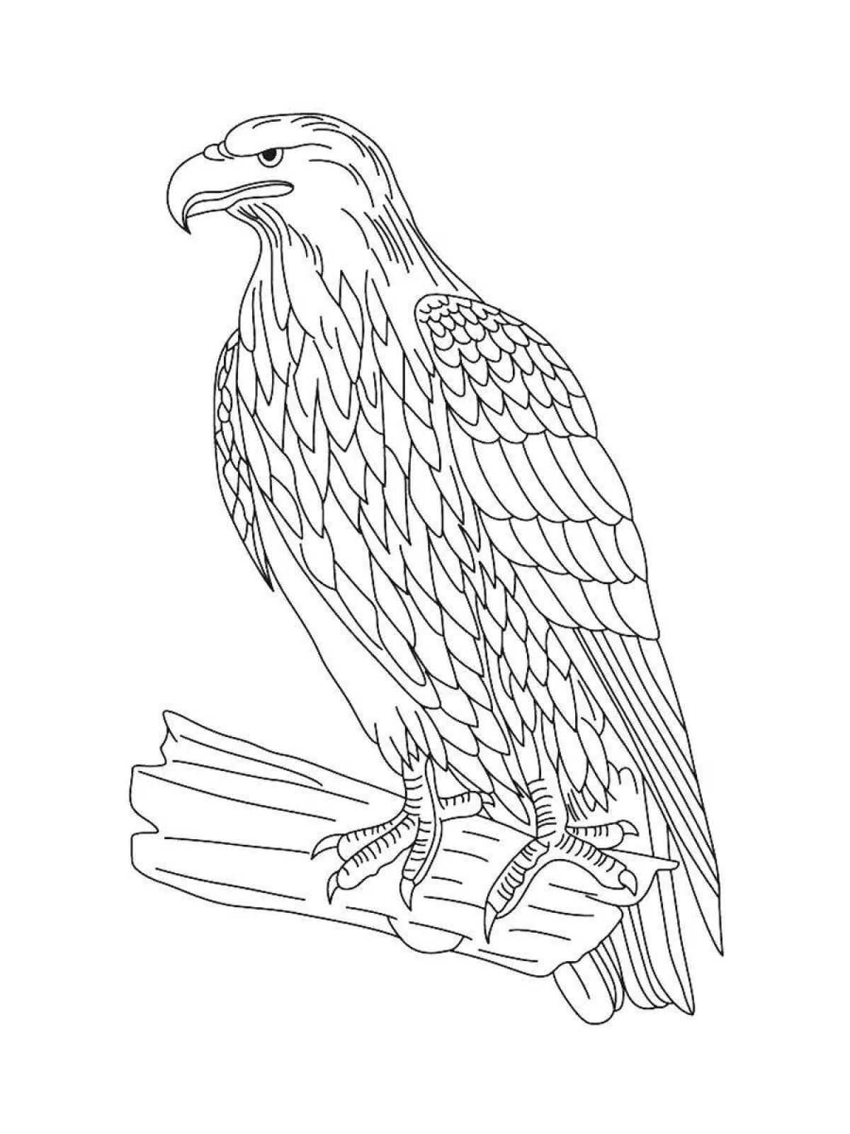 Coloring book richly colored white-tailed eagle