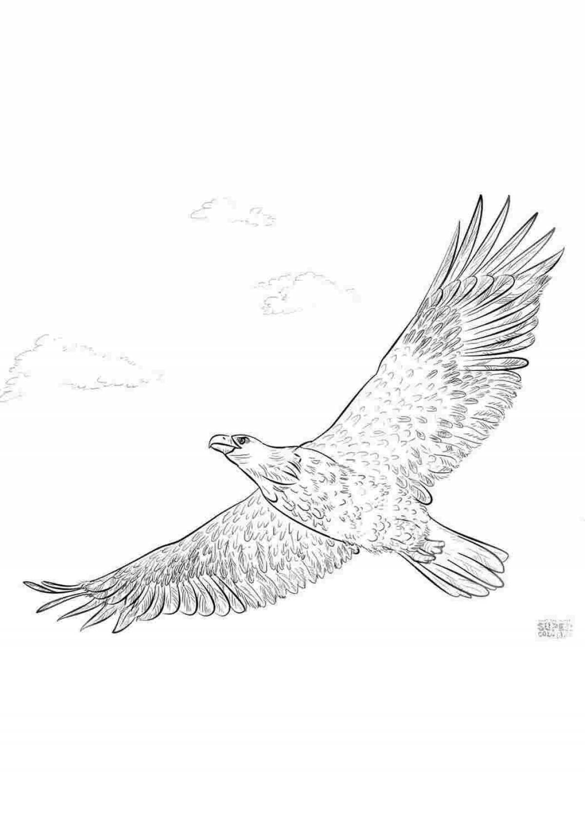Красочно оформленный орлан-белохвост раскраска