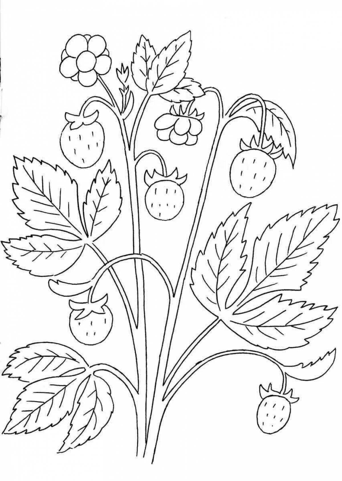 Color-blitzed coloring page strawberry drawing