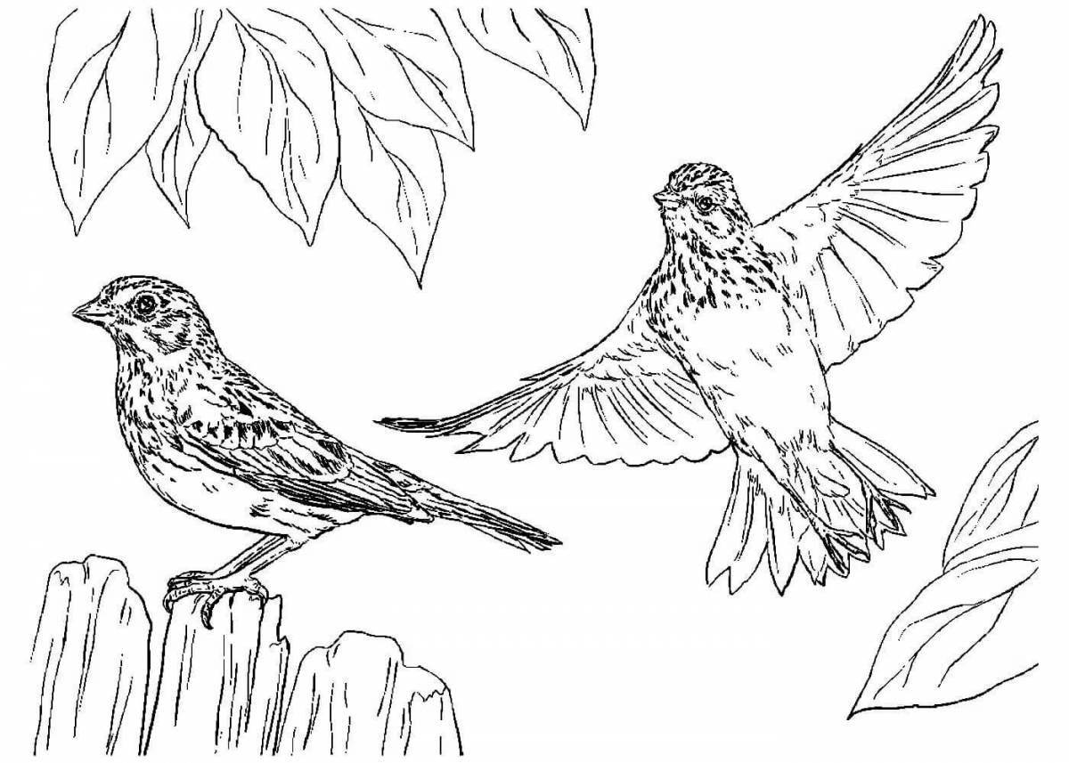 Coloring book glorious starlings belov