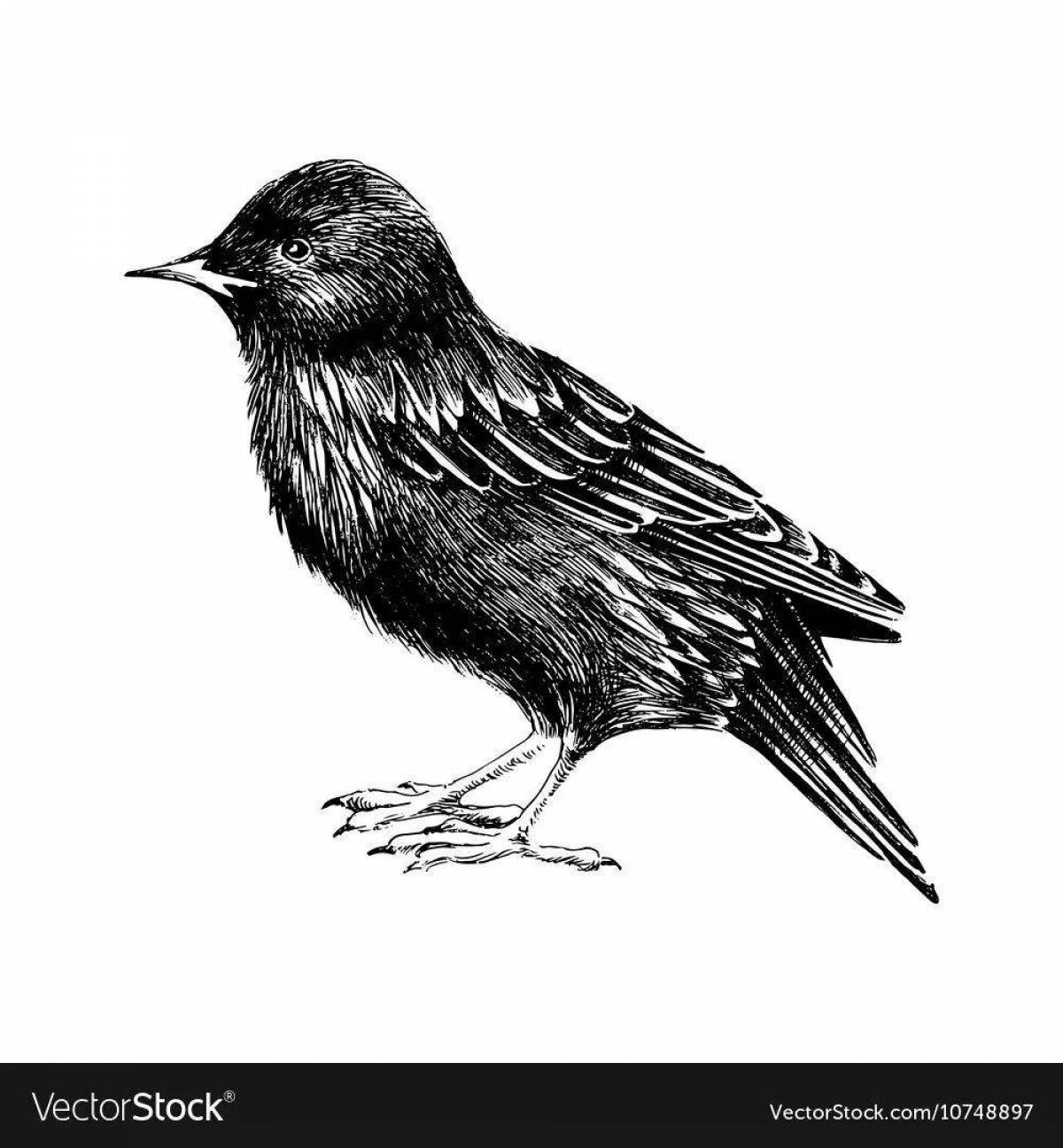 Cute starlings belov coloring