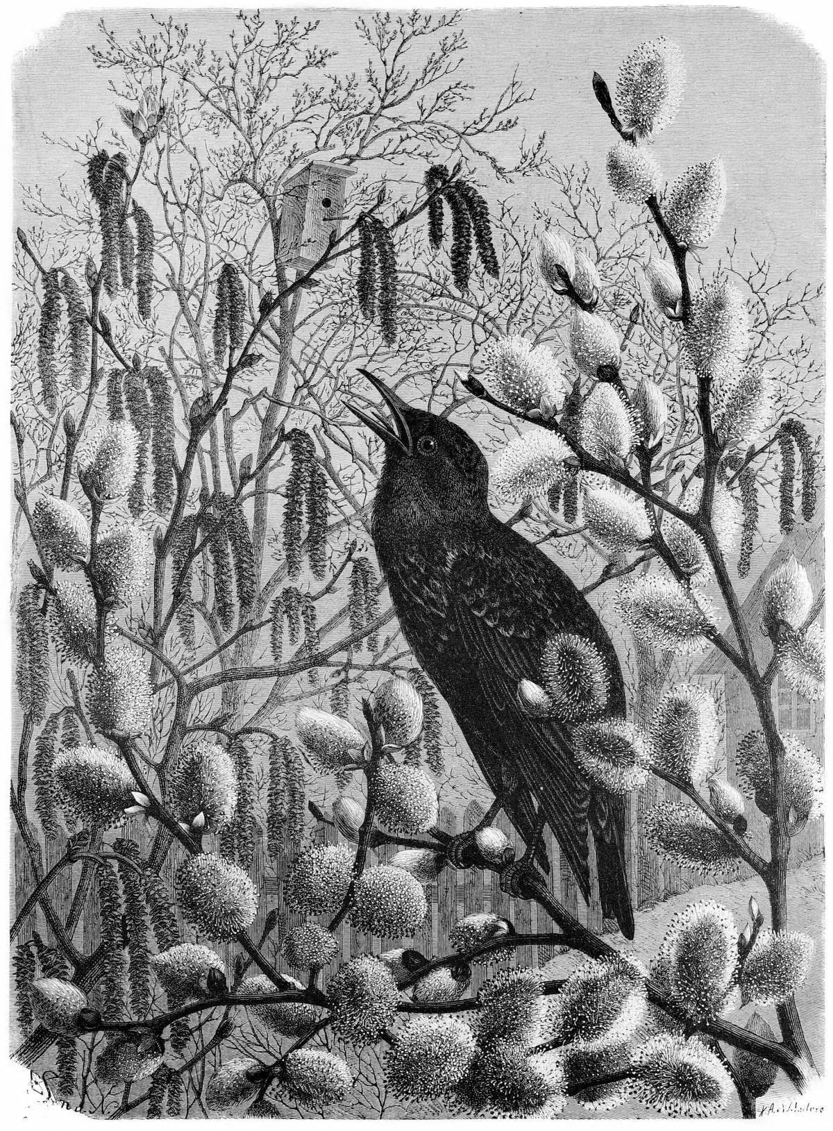 Delightful starlings belov coloring