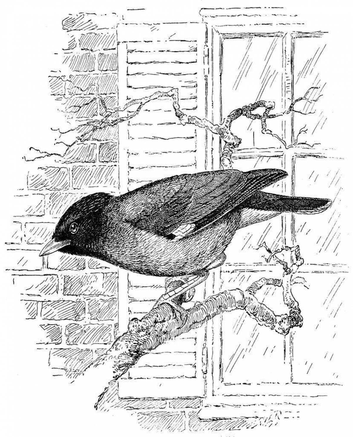 Violent starlings belov coloring