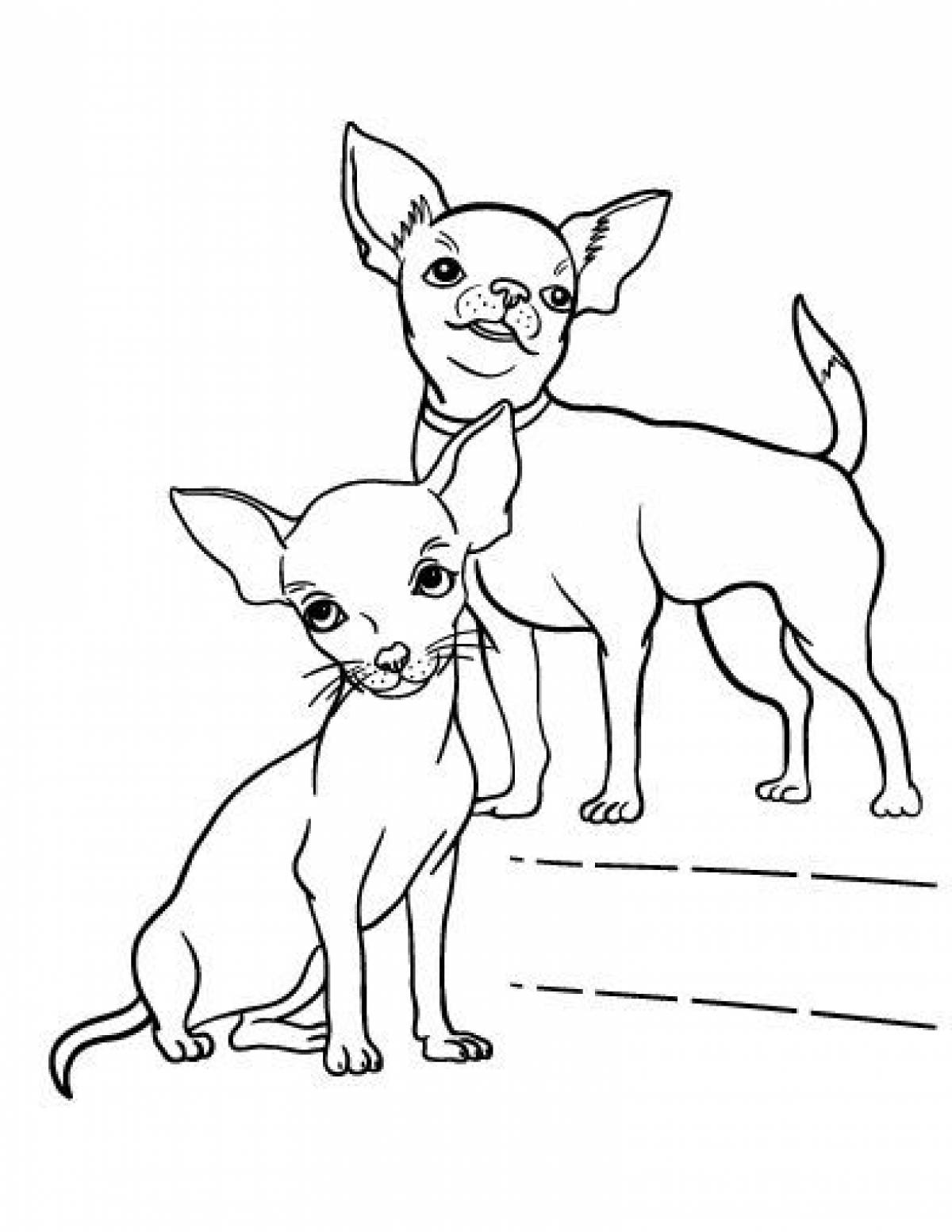 Chihuahua coloring page