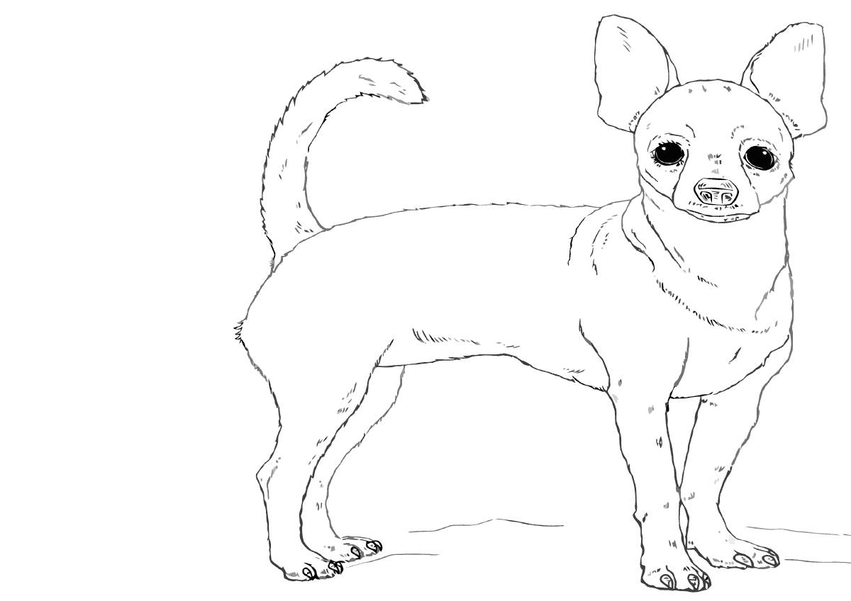 Chihuahua drawing