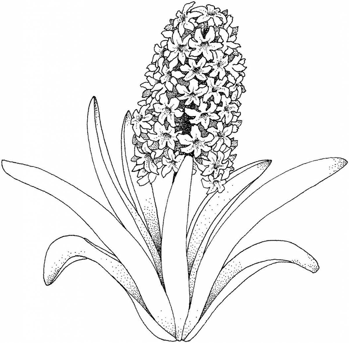 Hyacinth coloring pages
