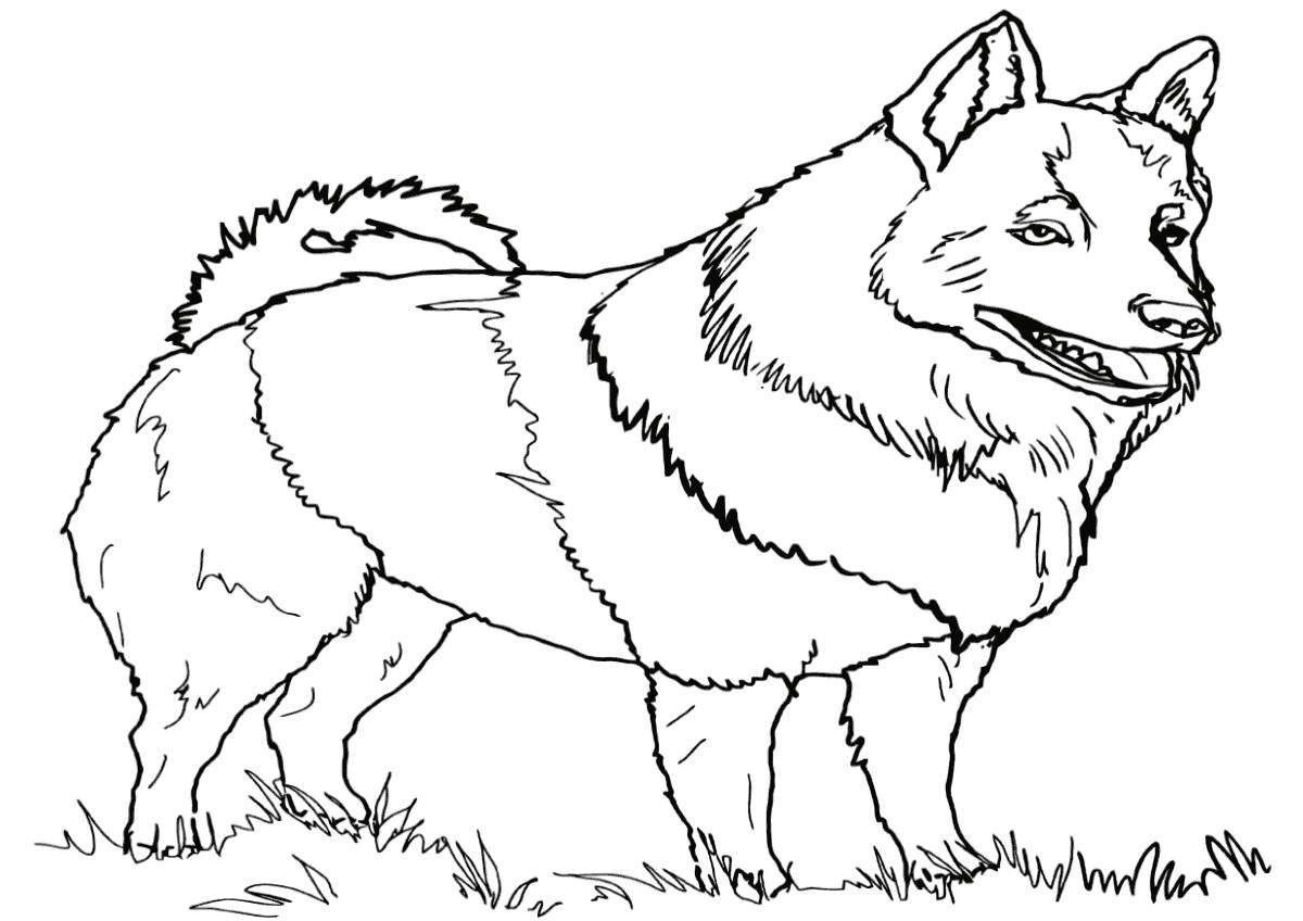 Husky drawing