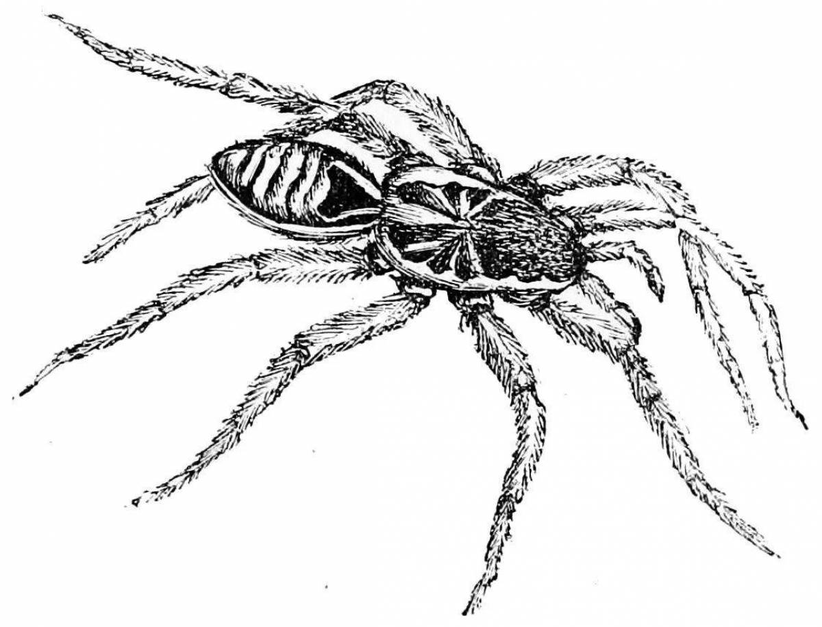 Раскраска мрачный паук