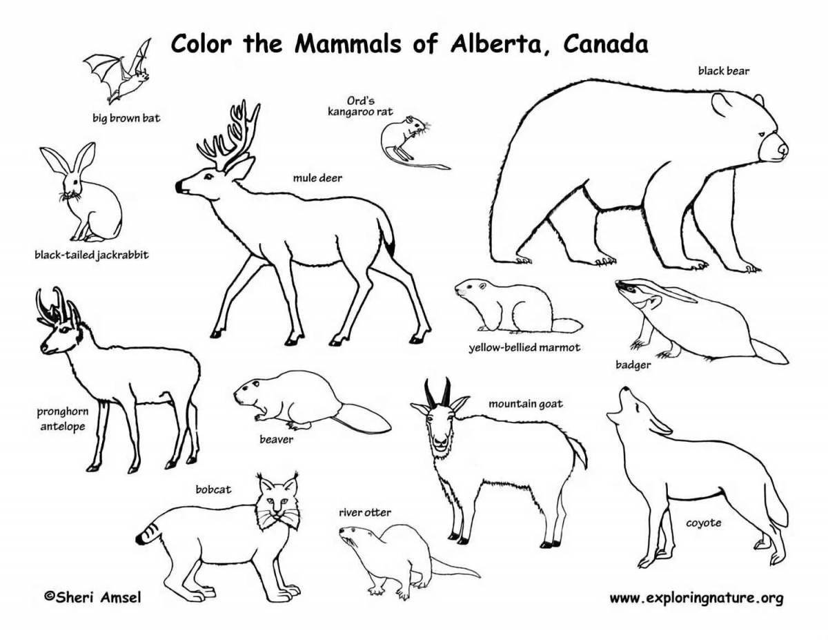 Nice coloring animals mammals