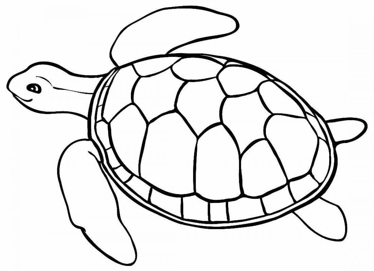 Colouring funny turtle