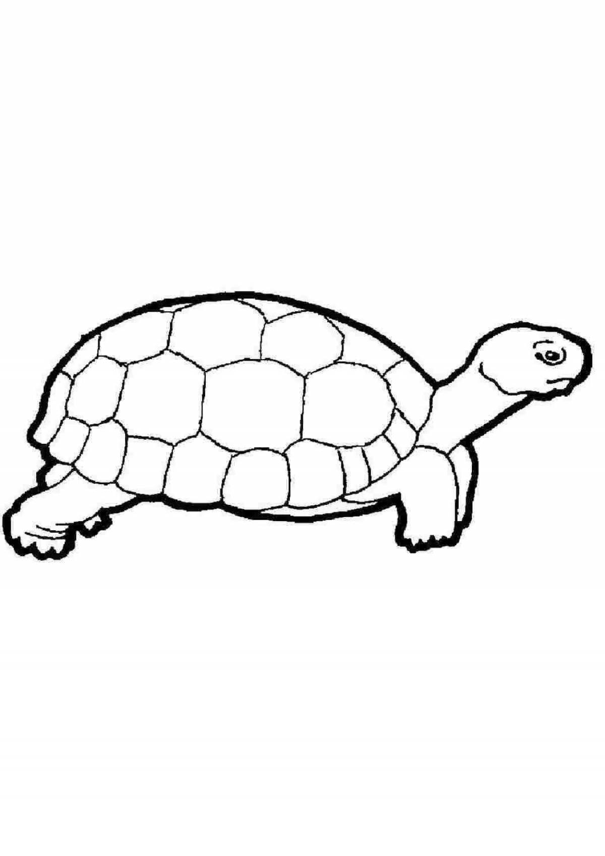 Turtle live coloring