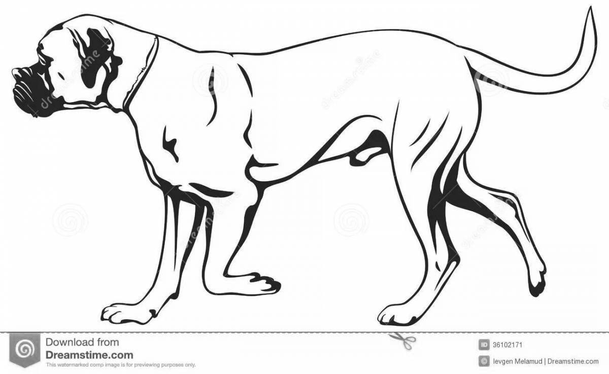 Adorable boxer dog coloring page