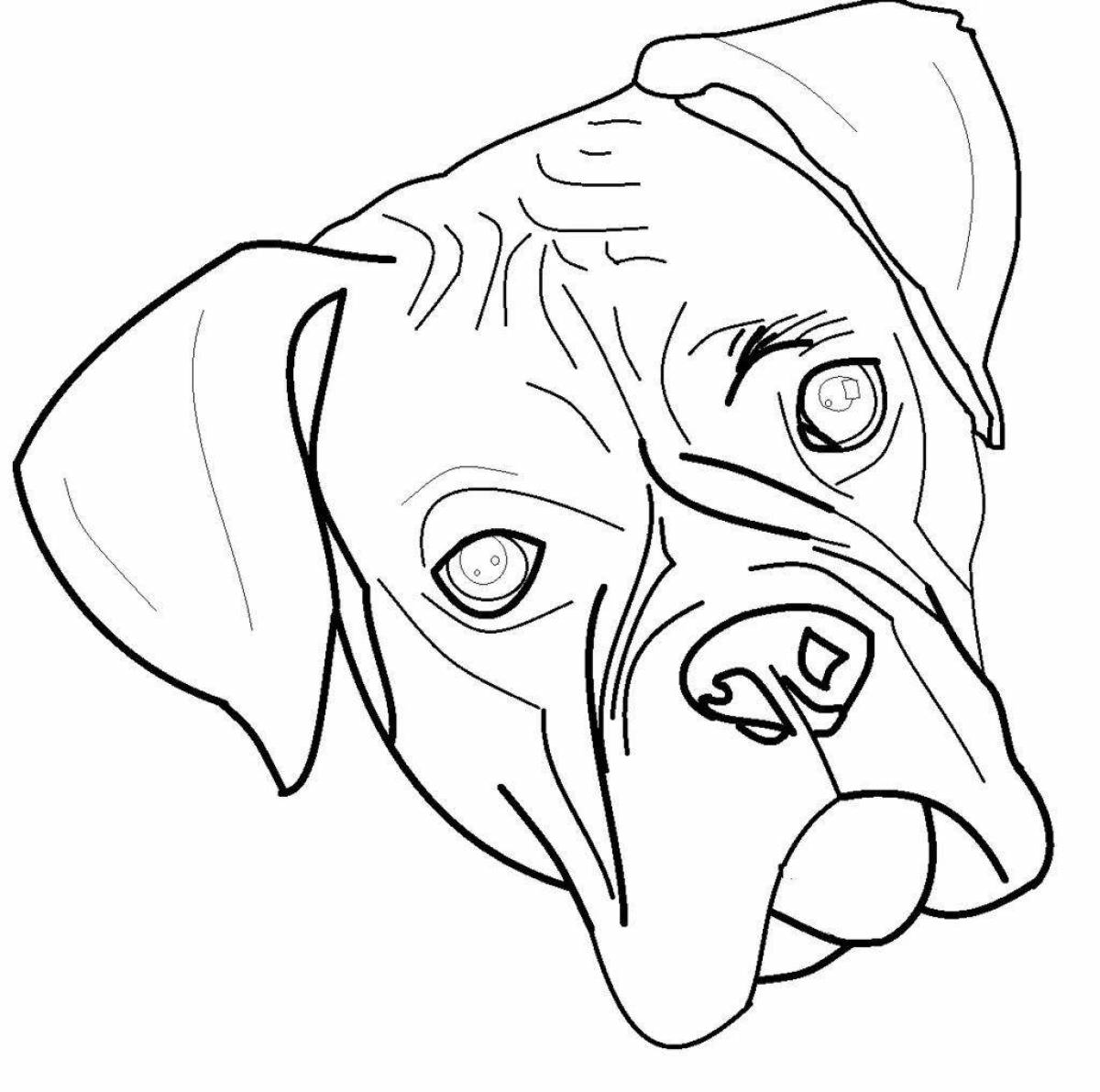 Coloring page daring boxer dog