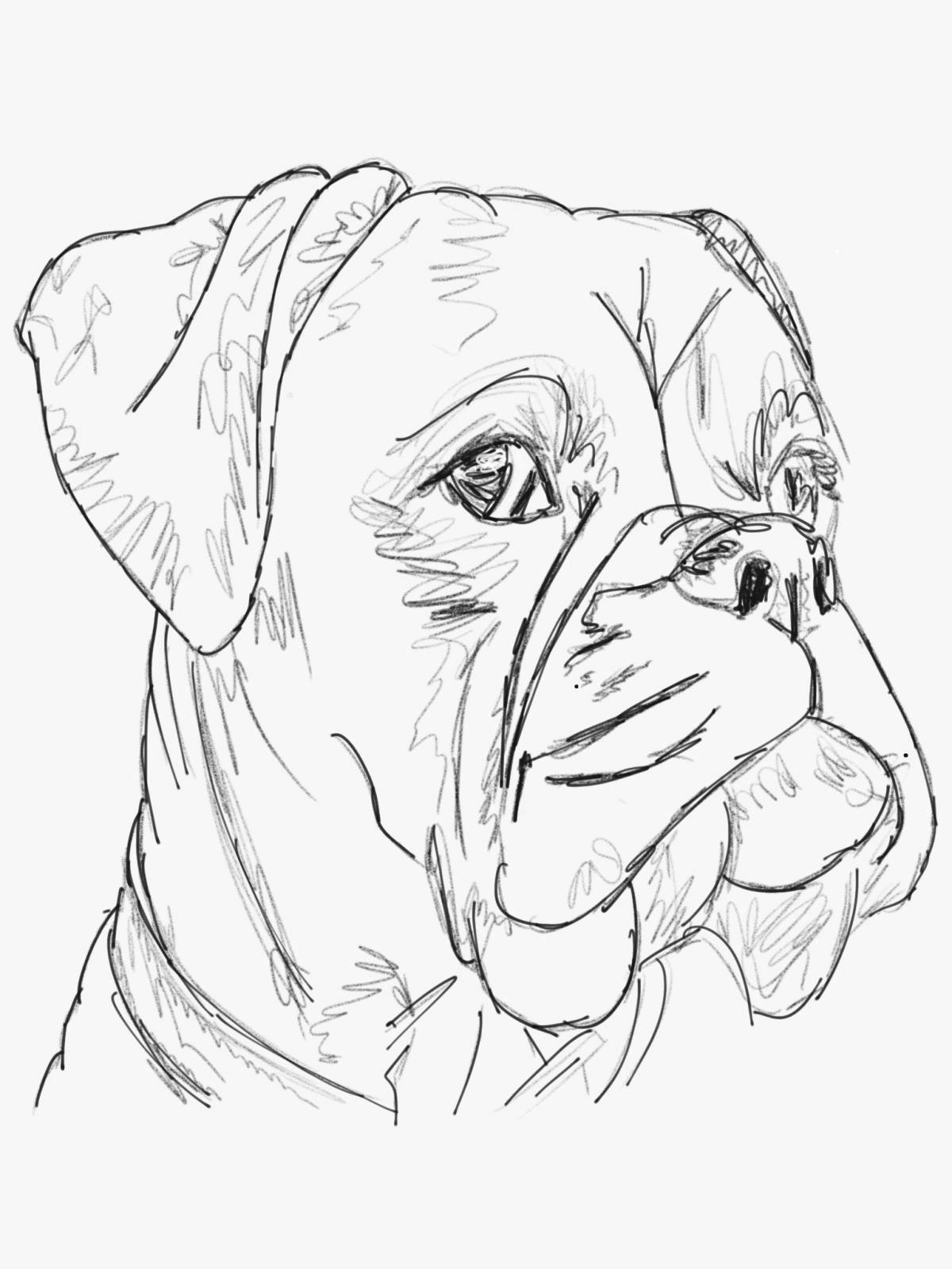 Раскраска анимированная собака-боксер