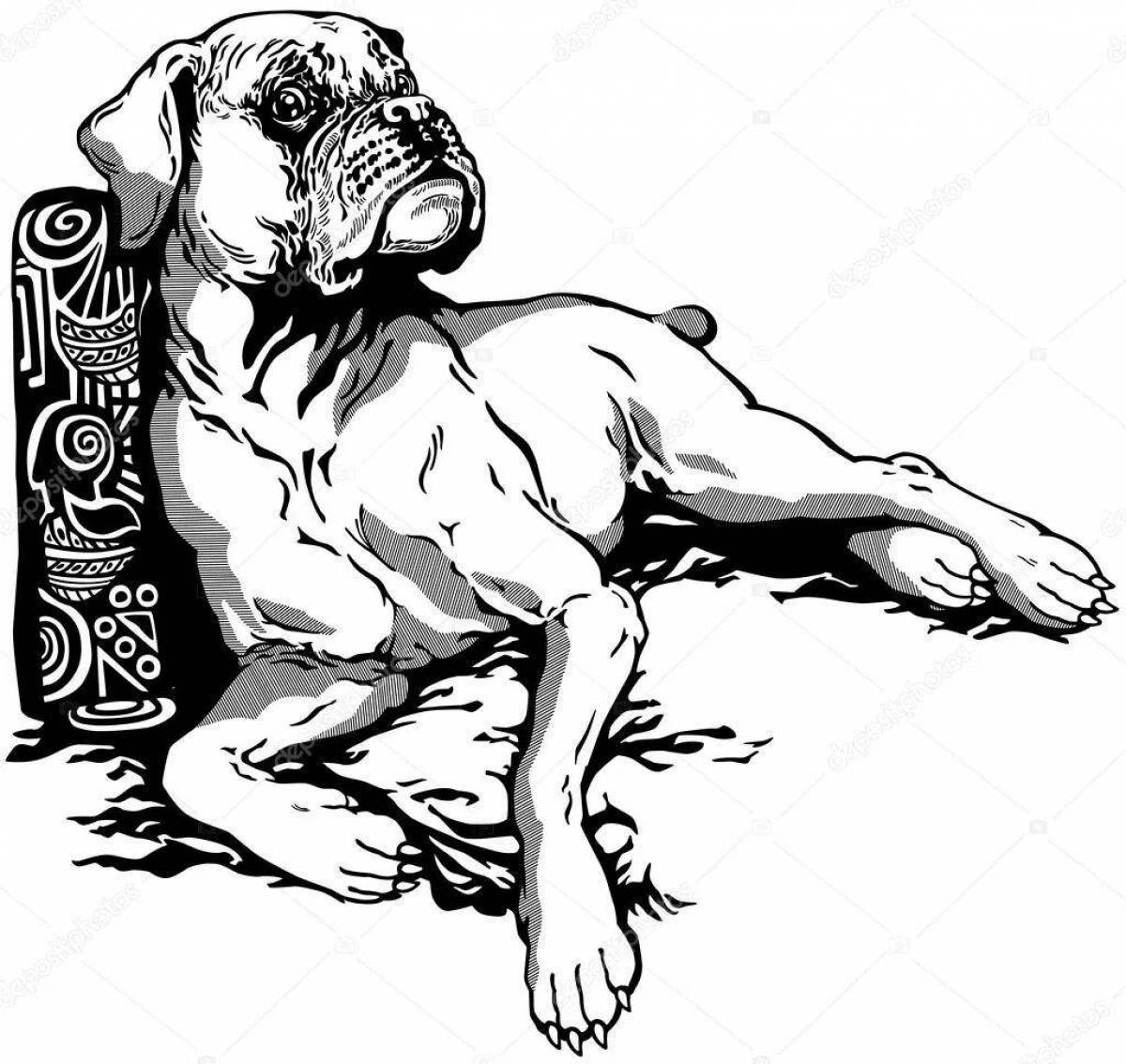 Живая собака-боксер раскраска