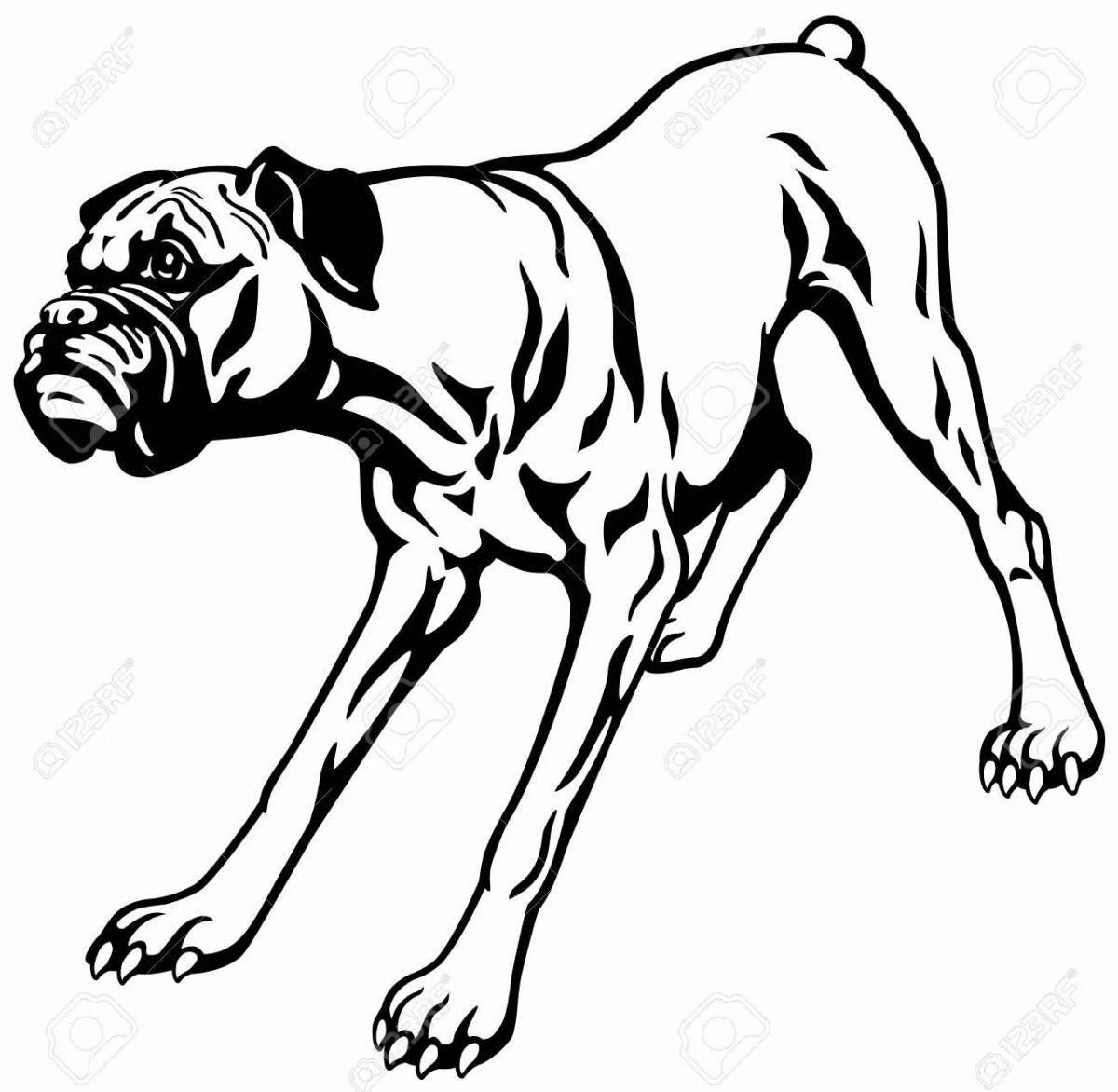 Раскраска любознательная собака-боксер