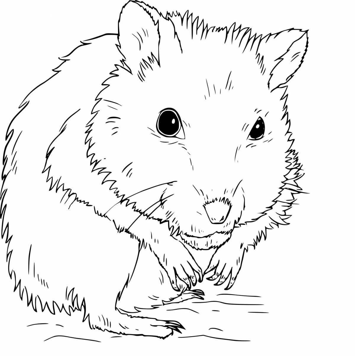Fluffy hamster coloring book