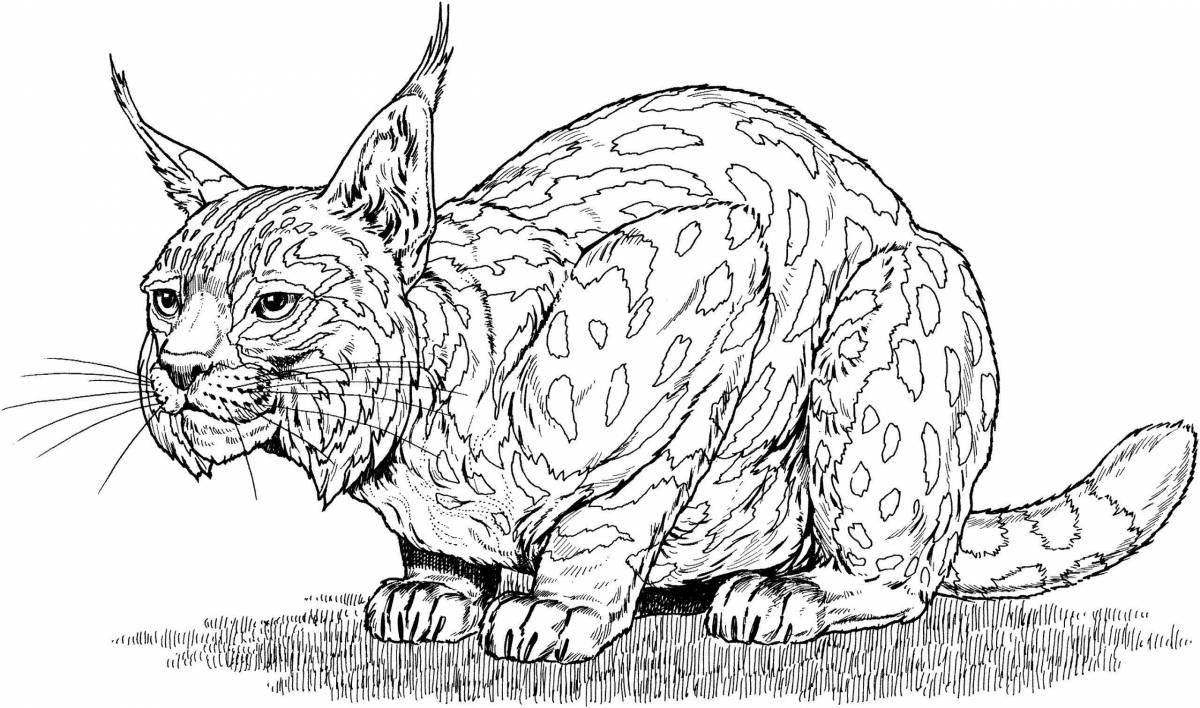 Раскраска Шотландская дикая кошка