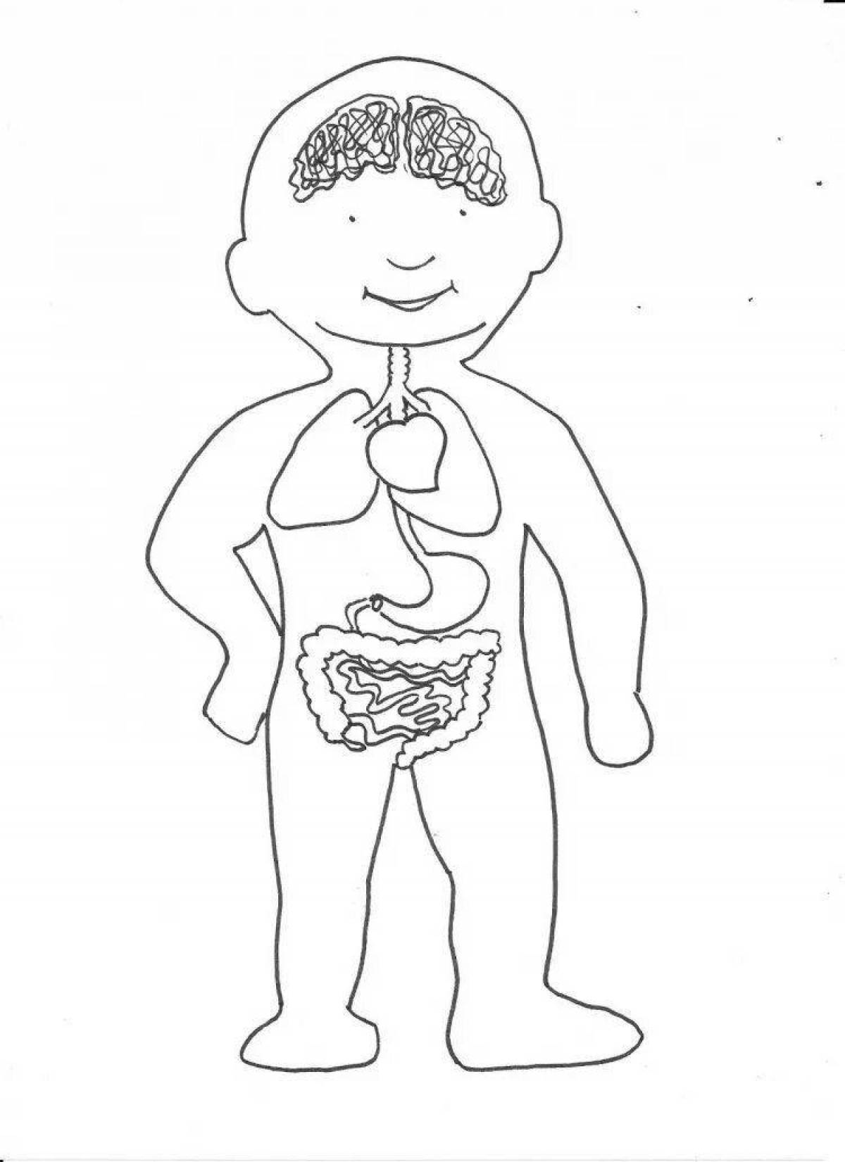 Раскраска органы человека для детей