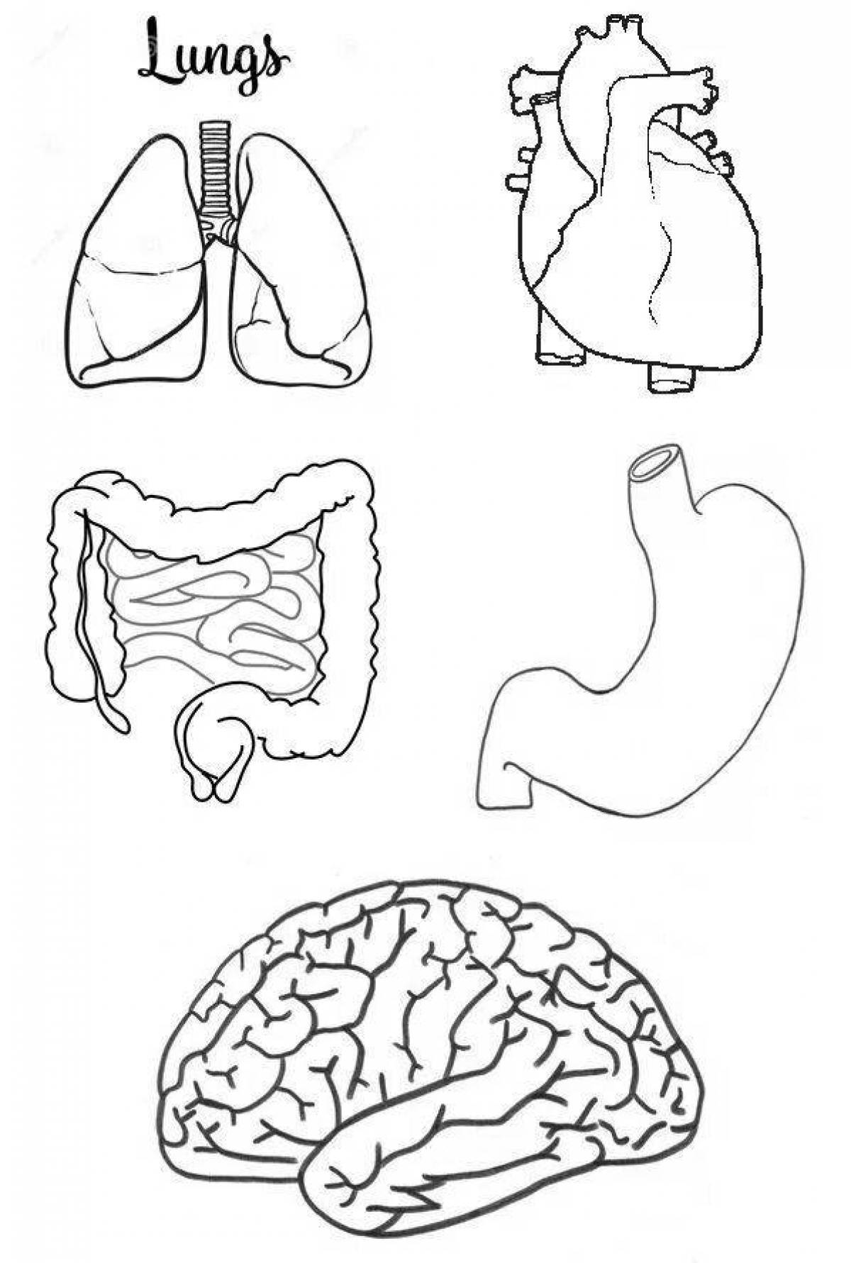 Органы человека раскраска