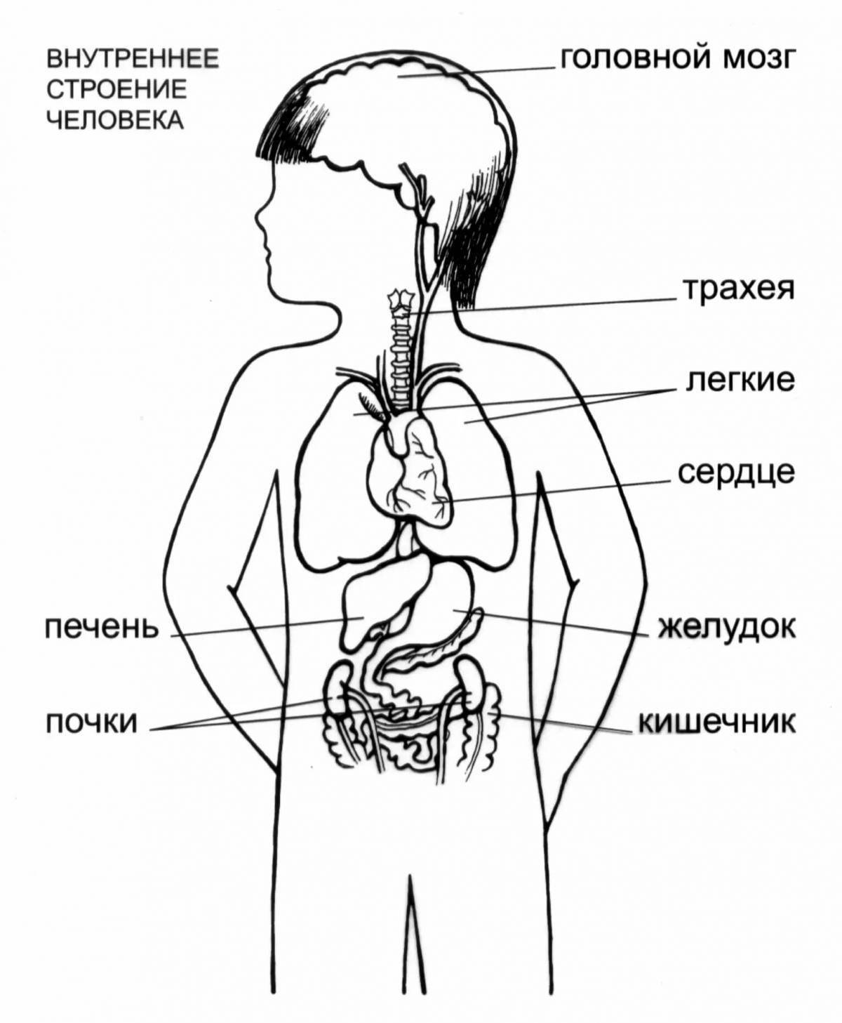 Схема строения человека внутренних органов 2 класс