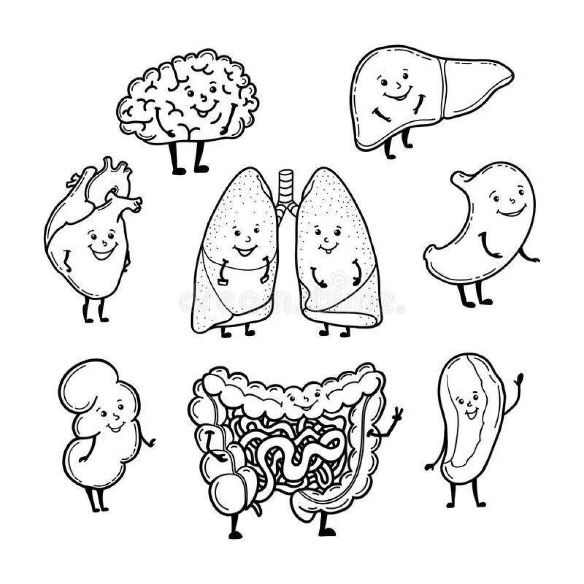 Внутренние органы человека рисунок карандашом