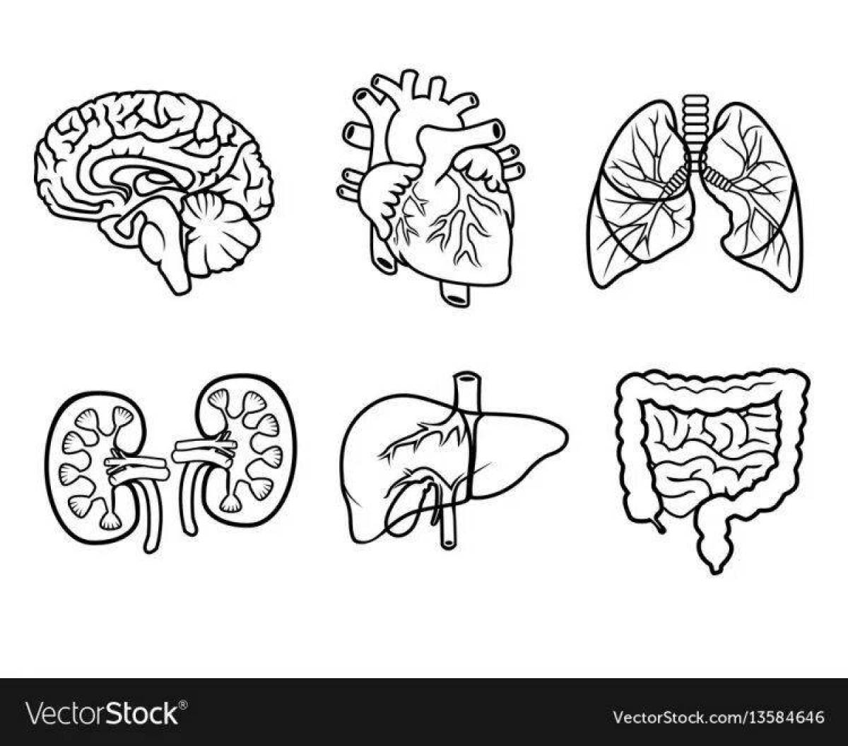 Bright coloring of human internal organs for the little ones