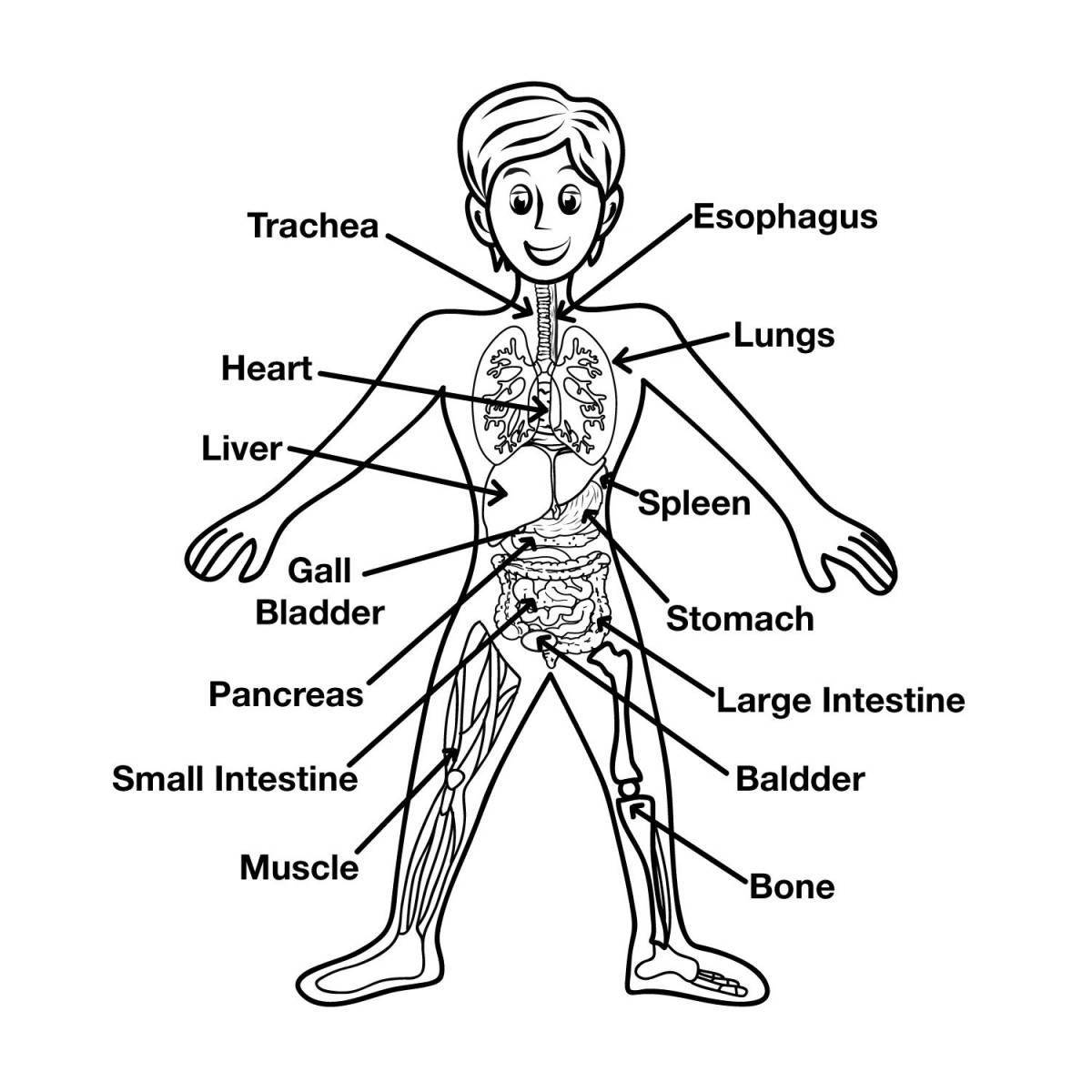 Colorful coloring of the human internal organs for younger students