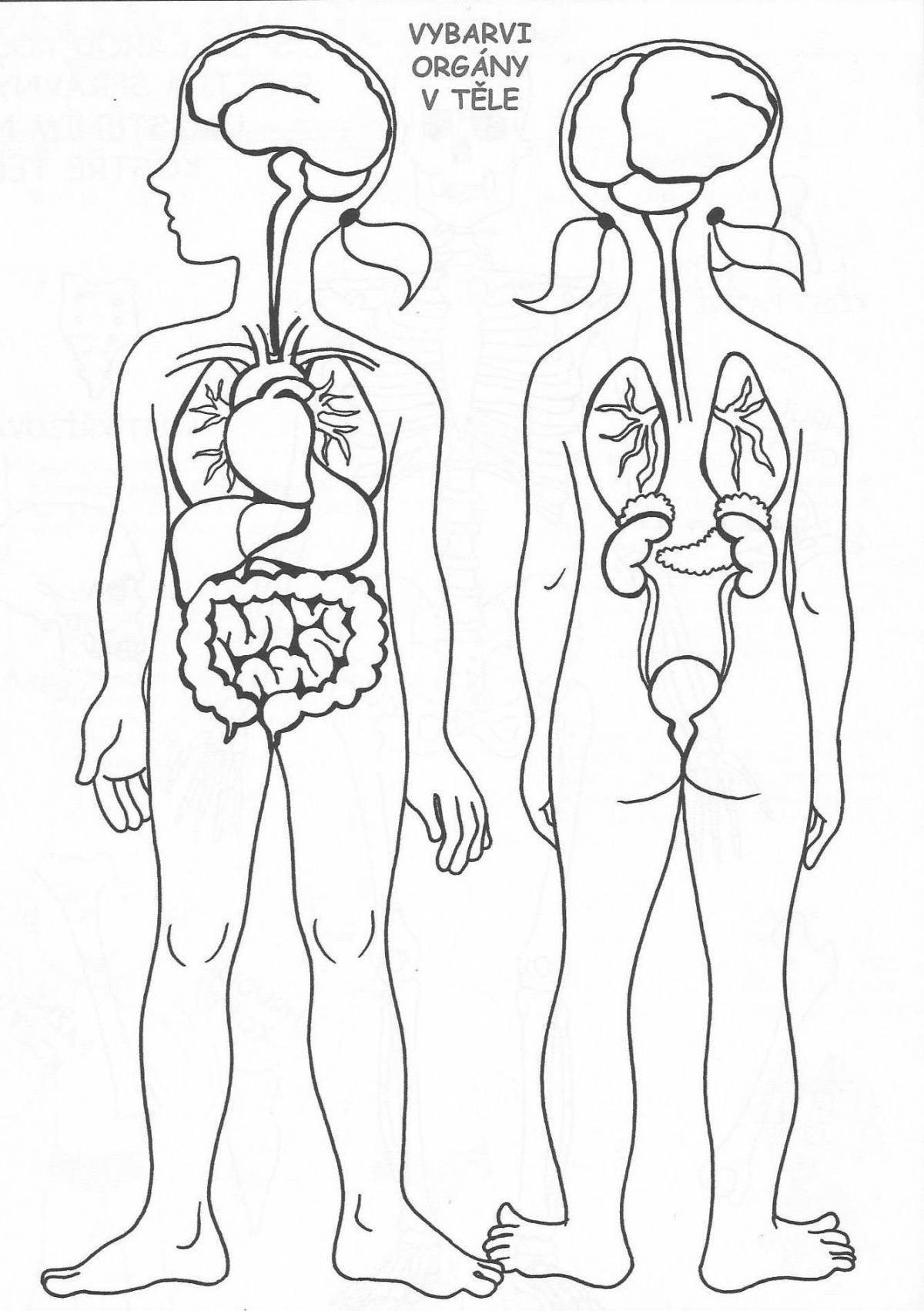 Цветная раскраска внутренних органов человека для малышей