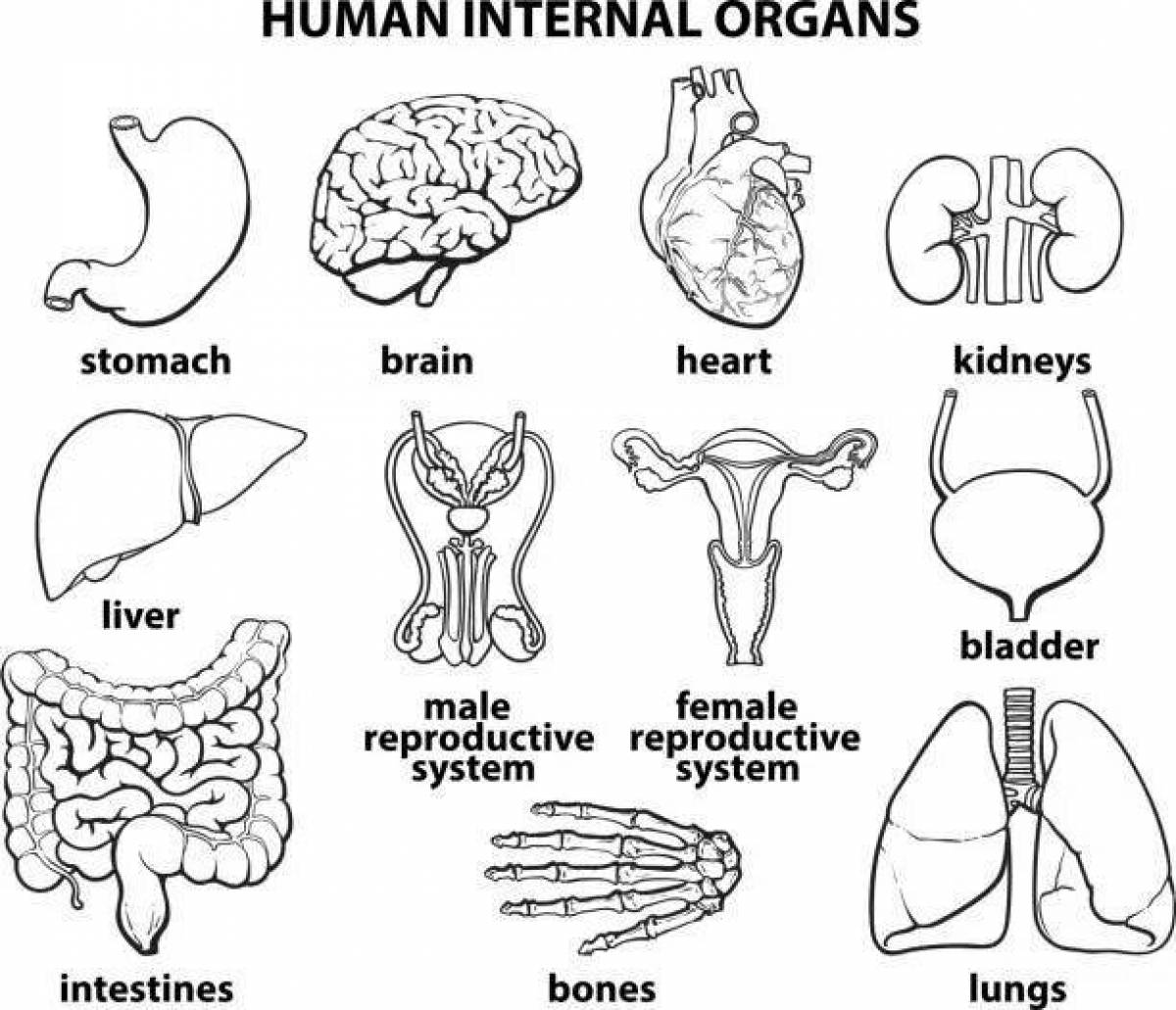Coloring book of human internal organs for preschoolers
