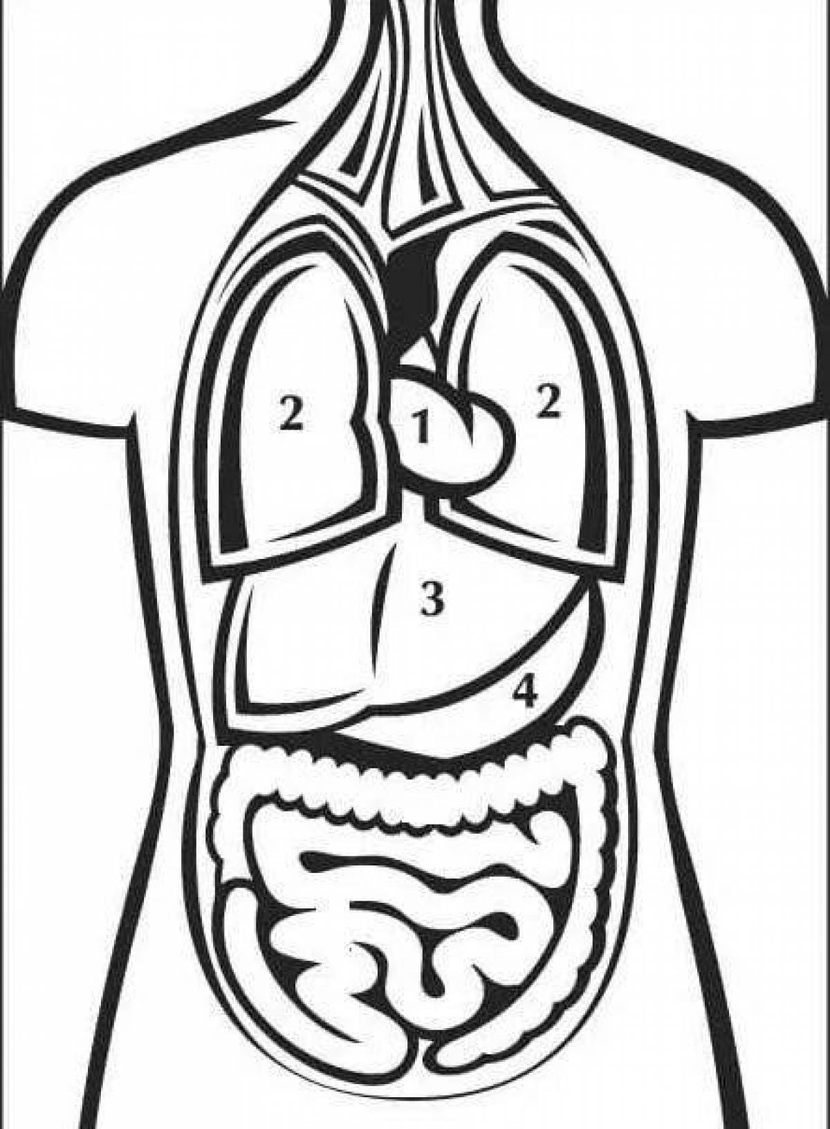 Веселая раскраска внутренних органов человека для самых маленьких
