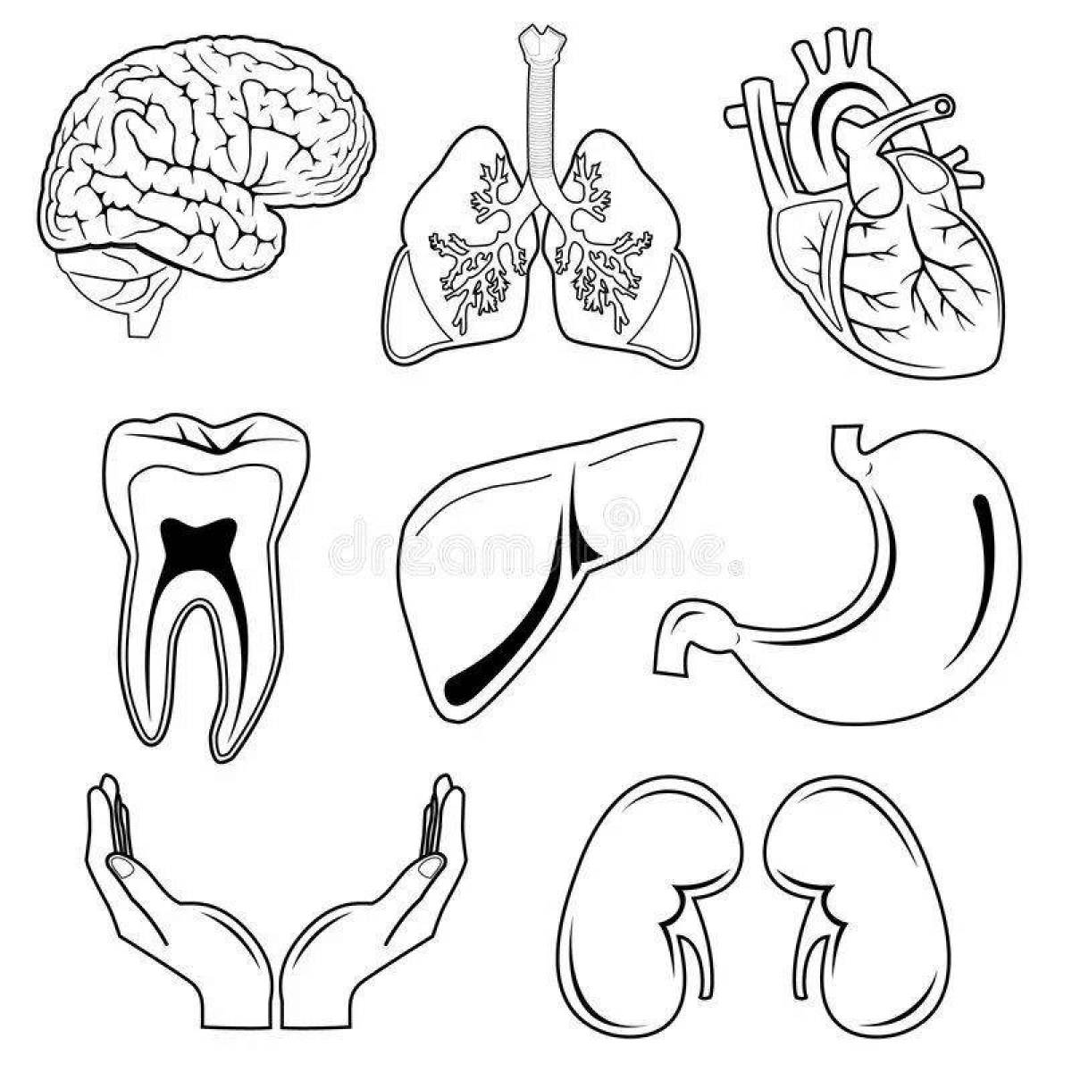 Bright coloring of internal organs for preschoolers