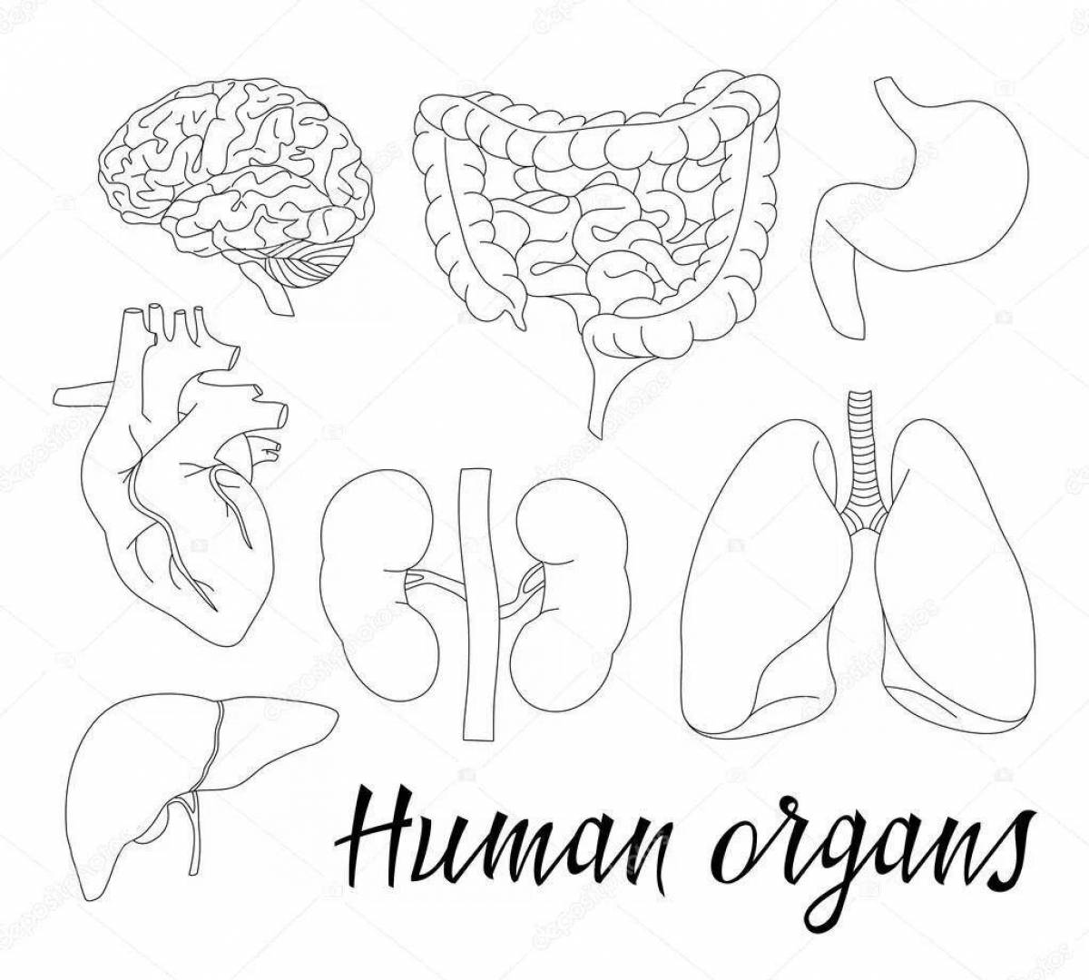 A fun coloring book for children's internal organs