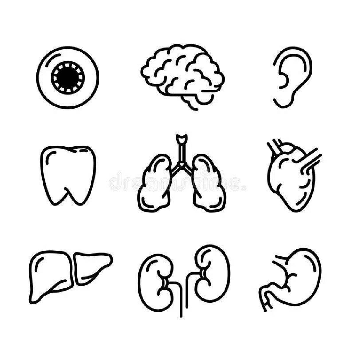 Внутренние органы человека для детей #2